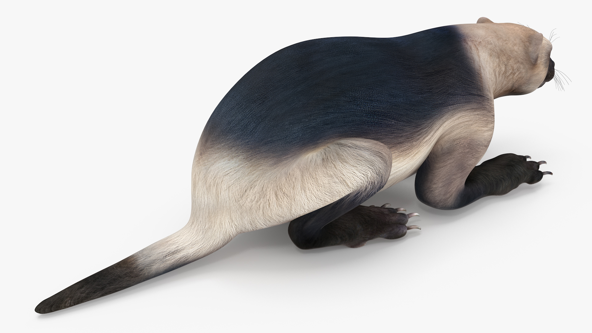 Wolverine Light Color Lying Down Pose 3D