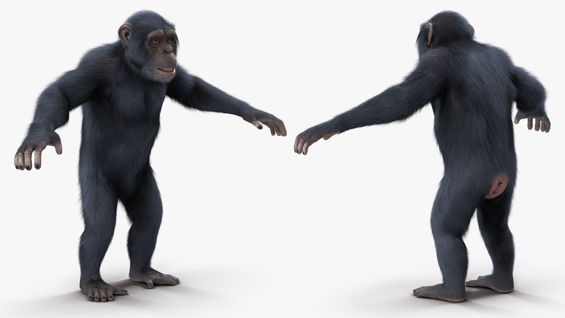 3D Dark Chimpanzee Rigged with Fur