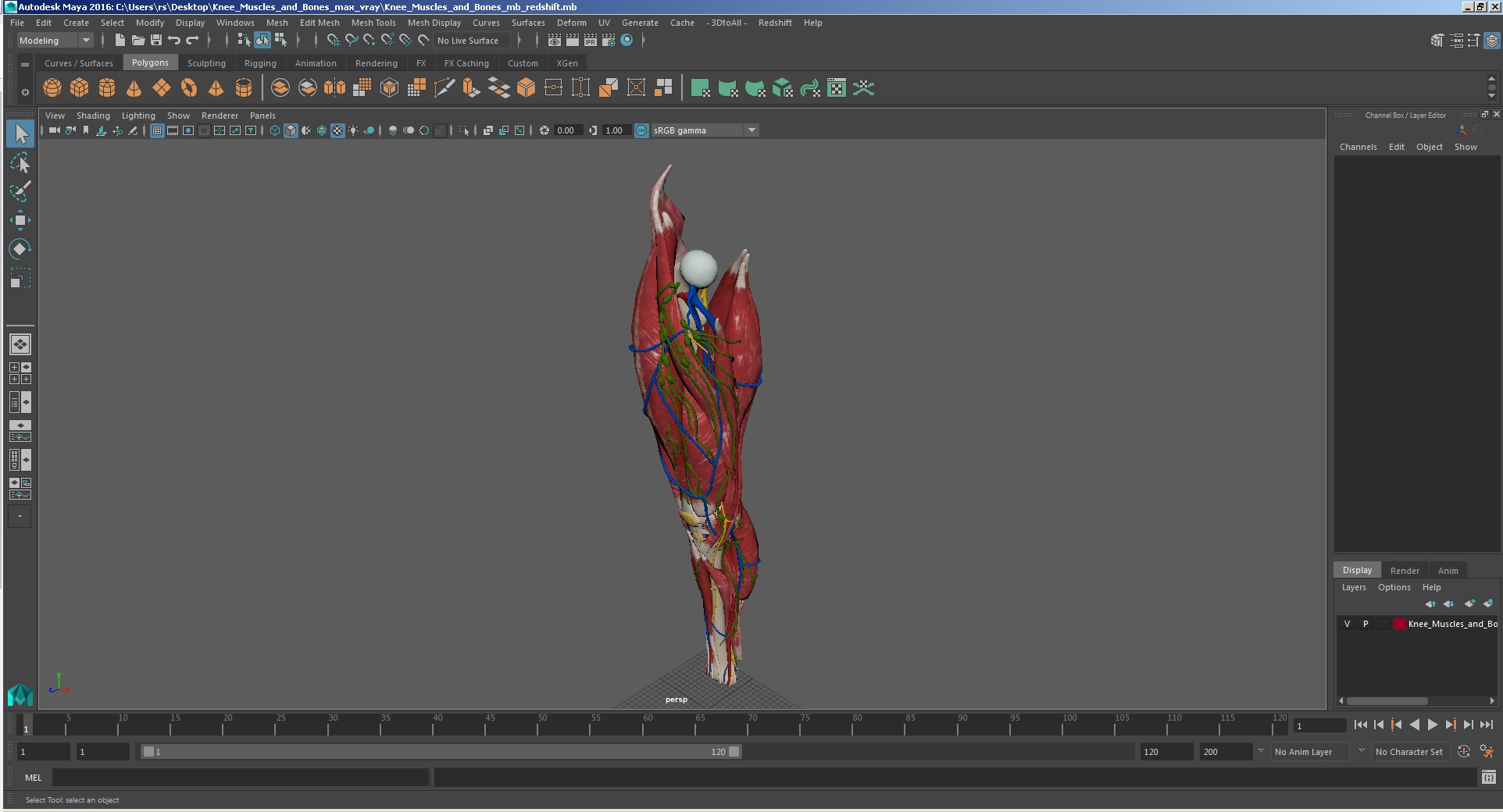 Knee Muscles and Bones 3D