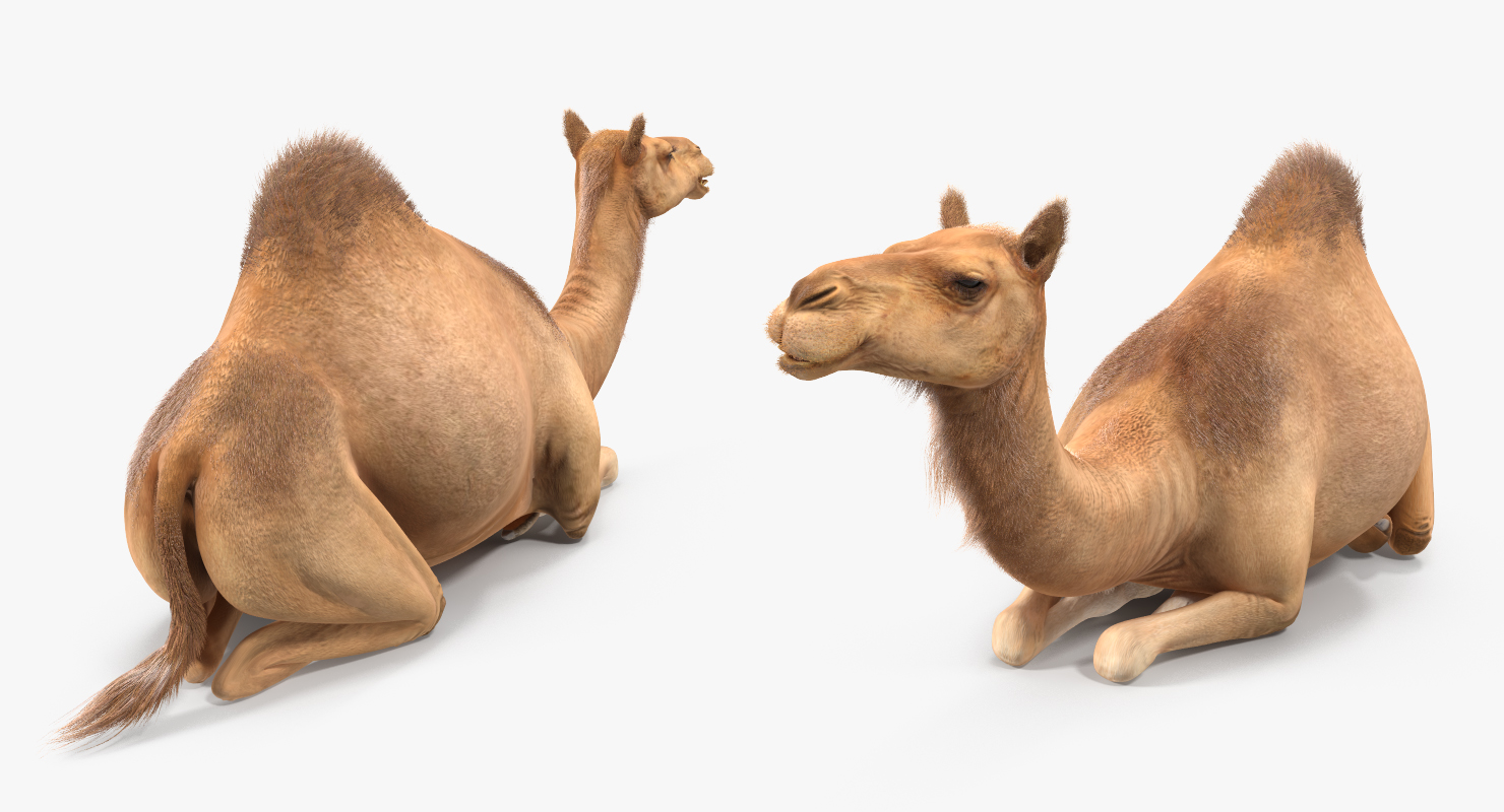 Camel Sitting Pose with Fur 3D