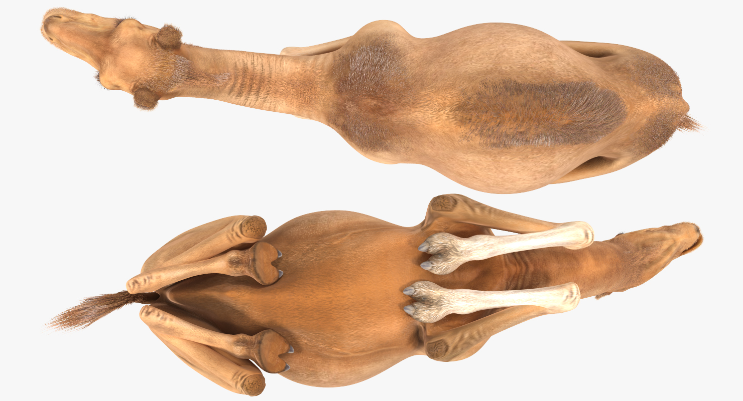 Camel Sitting Pose with Fur 3D