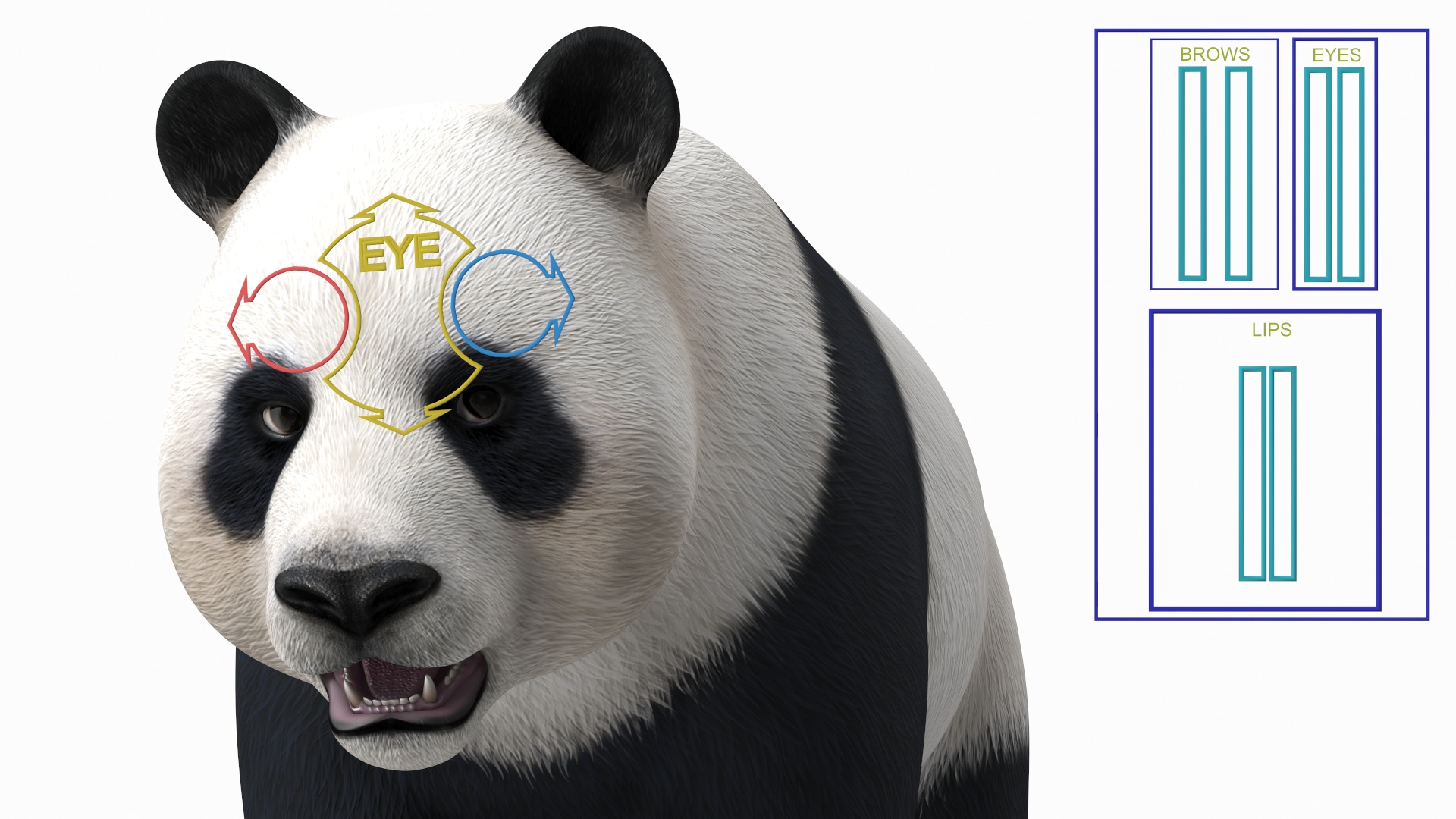 3D Giant Panda Rigged model