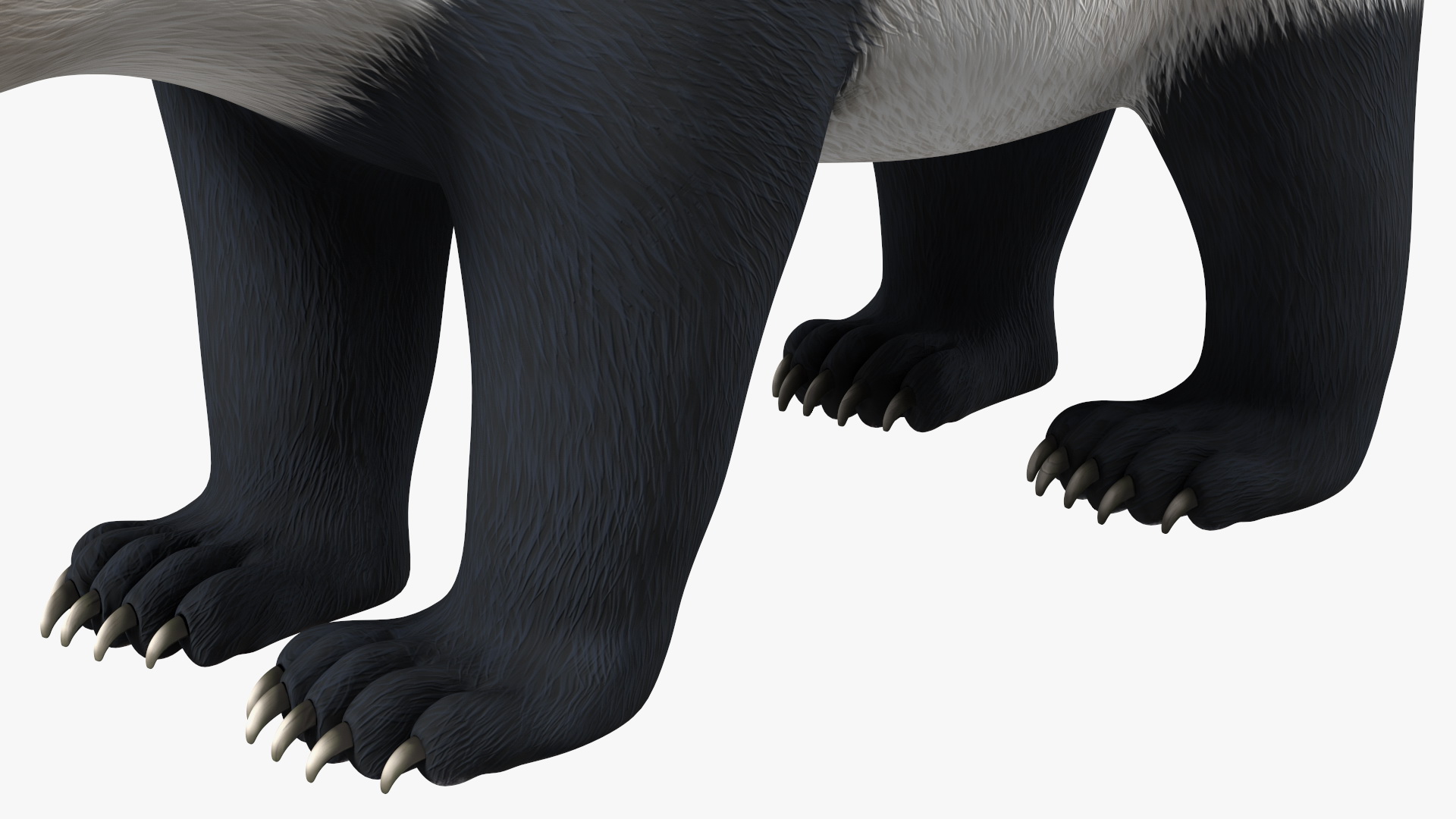 3D Giant Panda Rigged model
