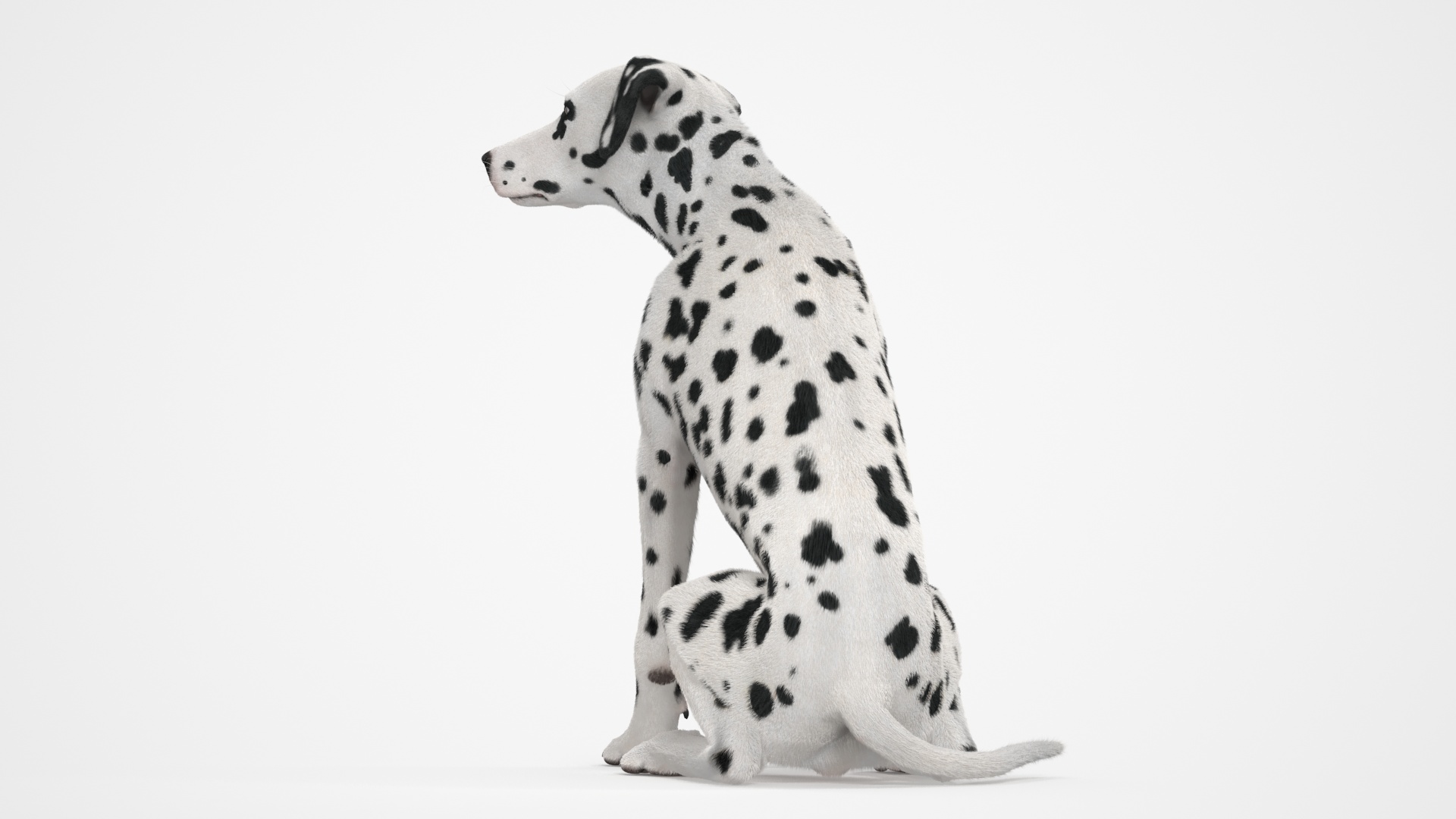 3D Spotted Sitting Dalmatian Dog Fur model