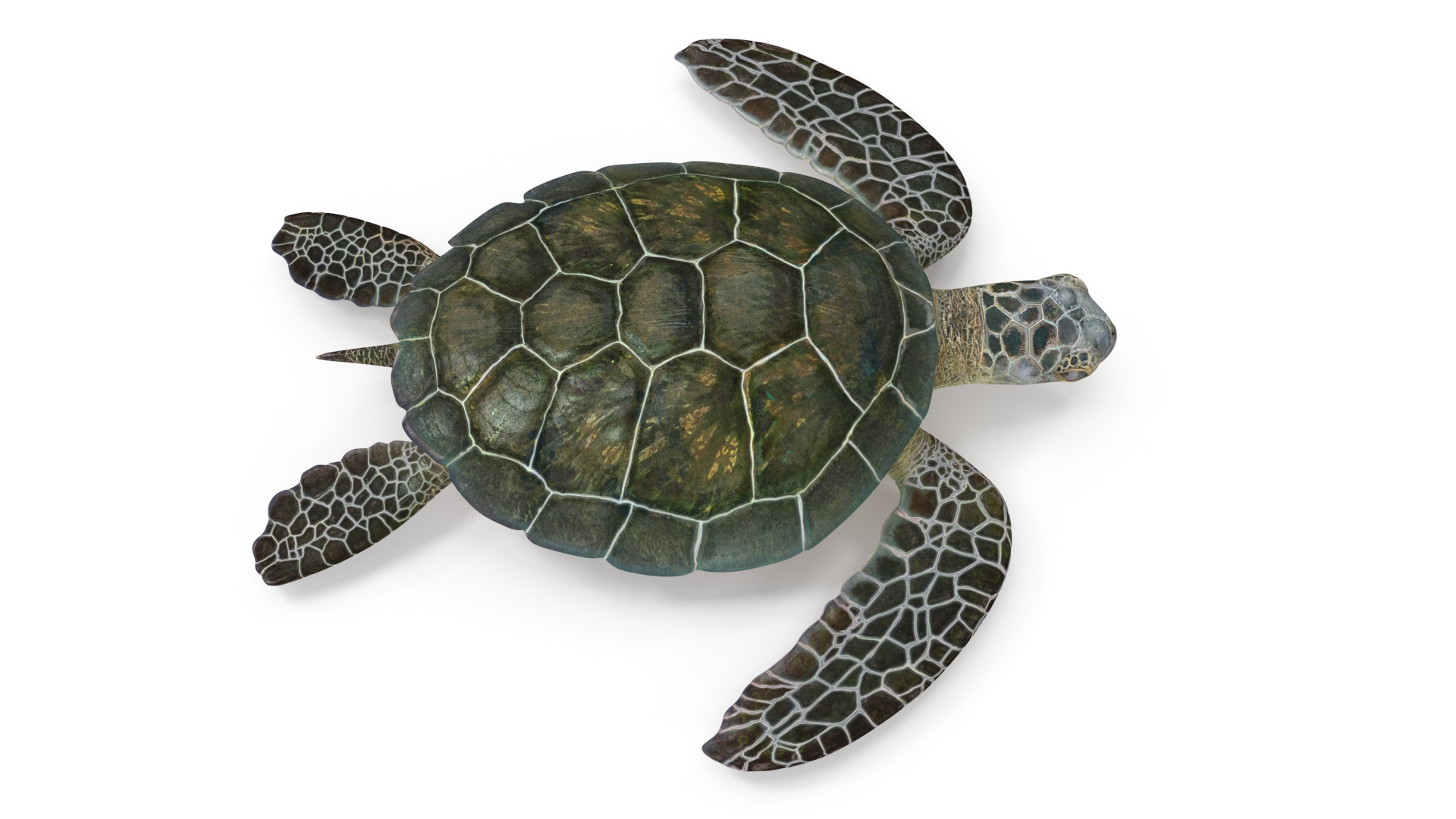 Green Turtle 3D