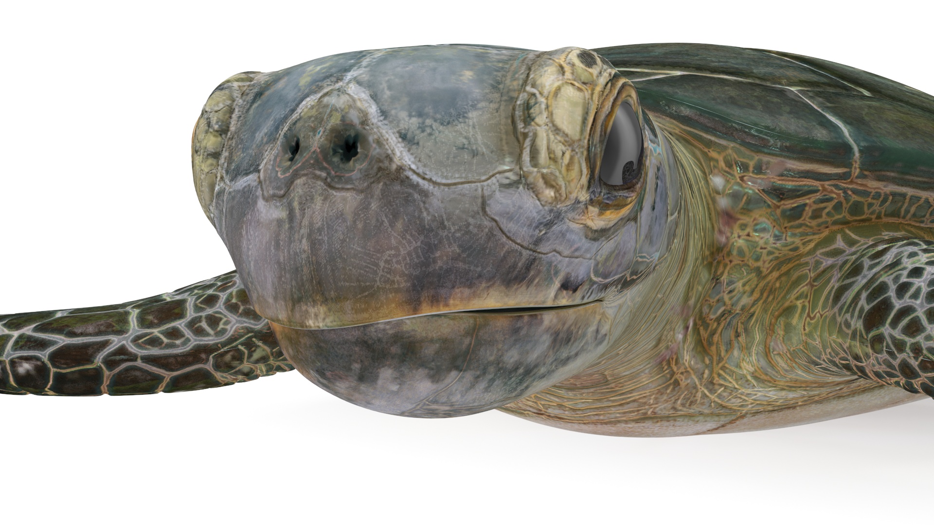 Green Turtle 3D