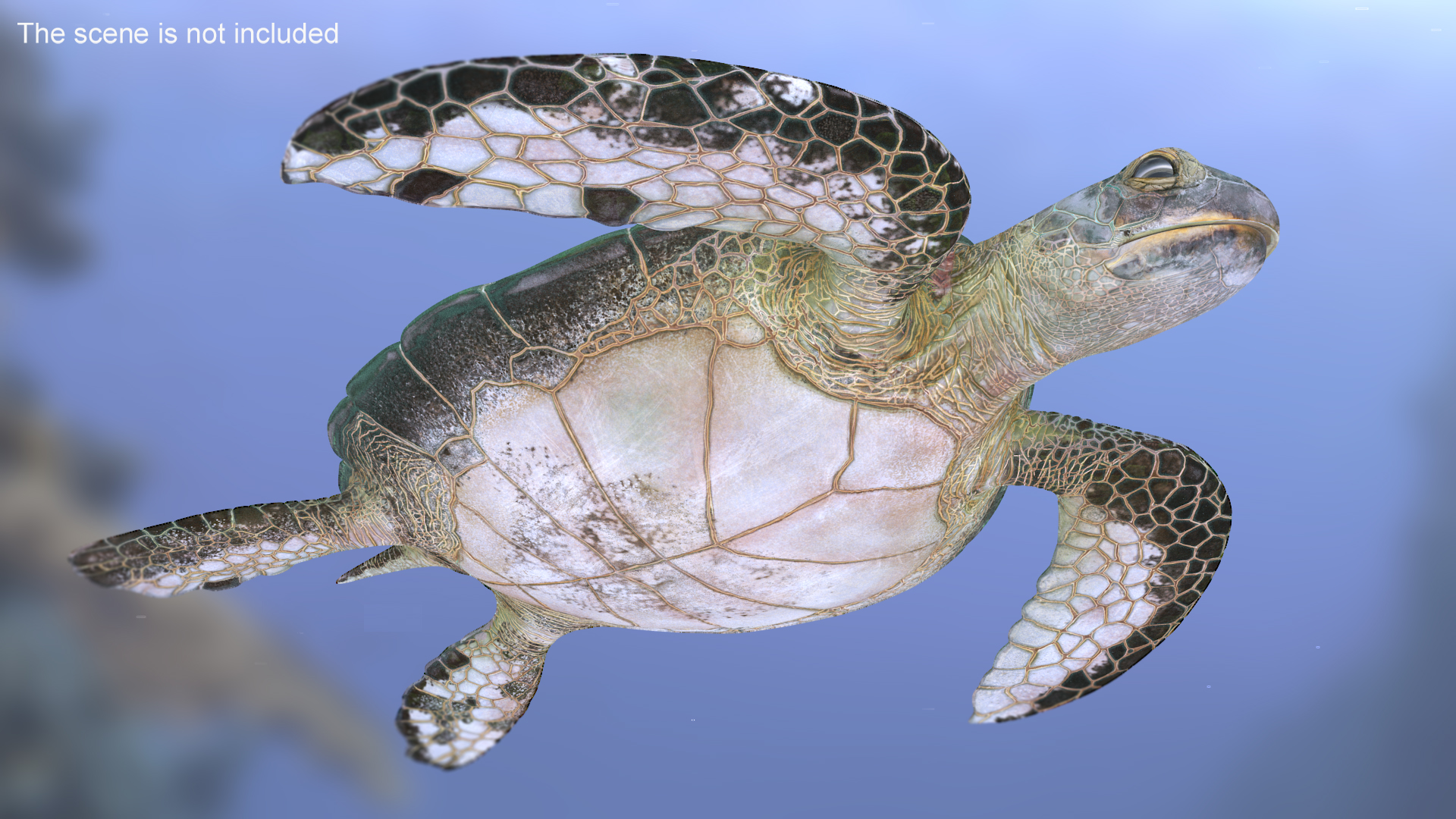 Green Turtle 3D