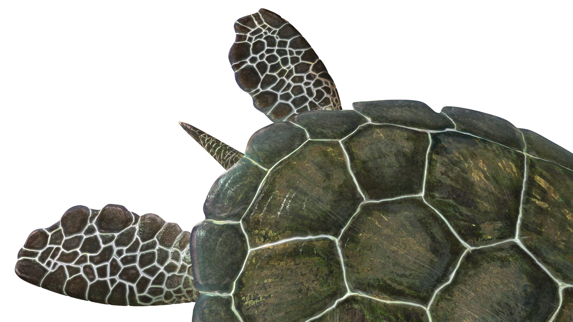 Green Turtle 3D