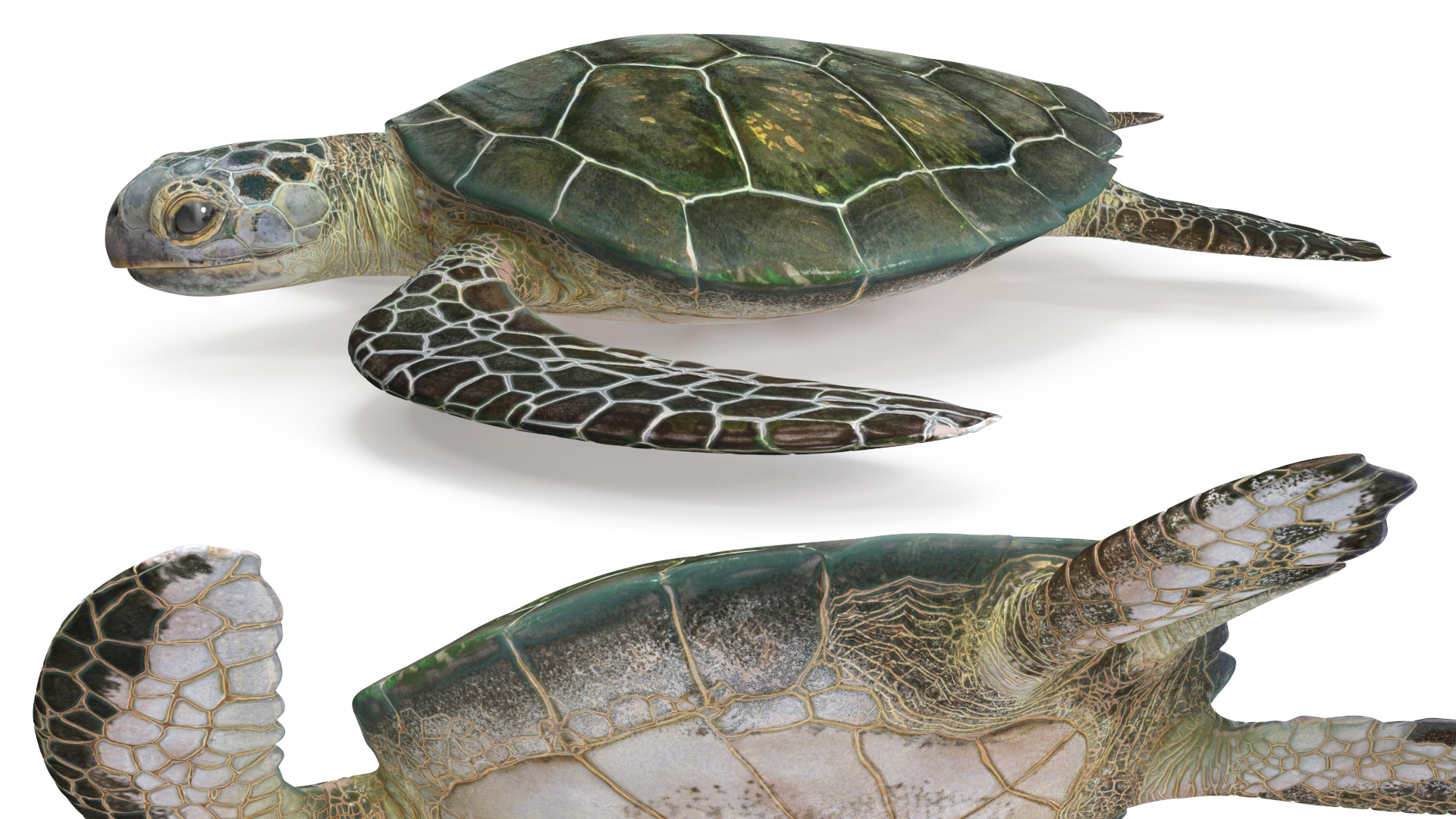Green Turtle 3D