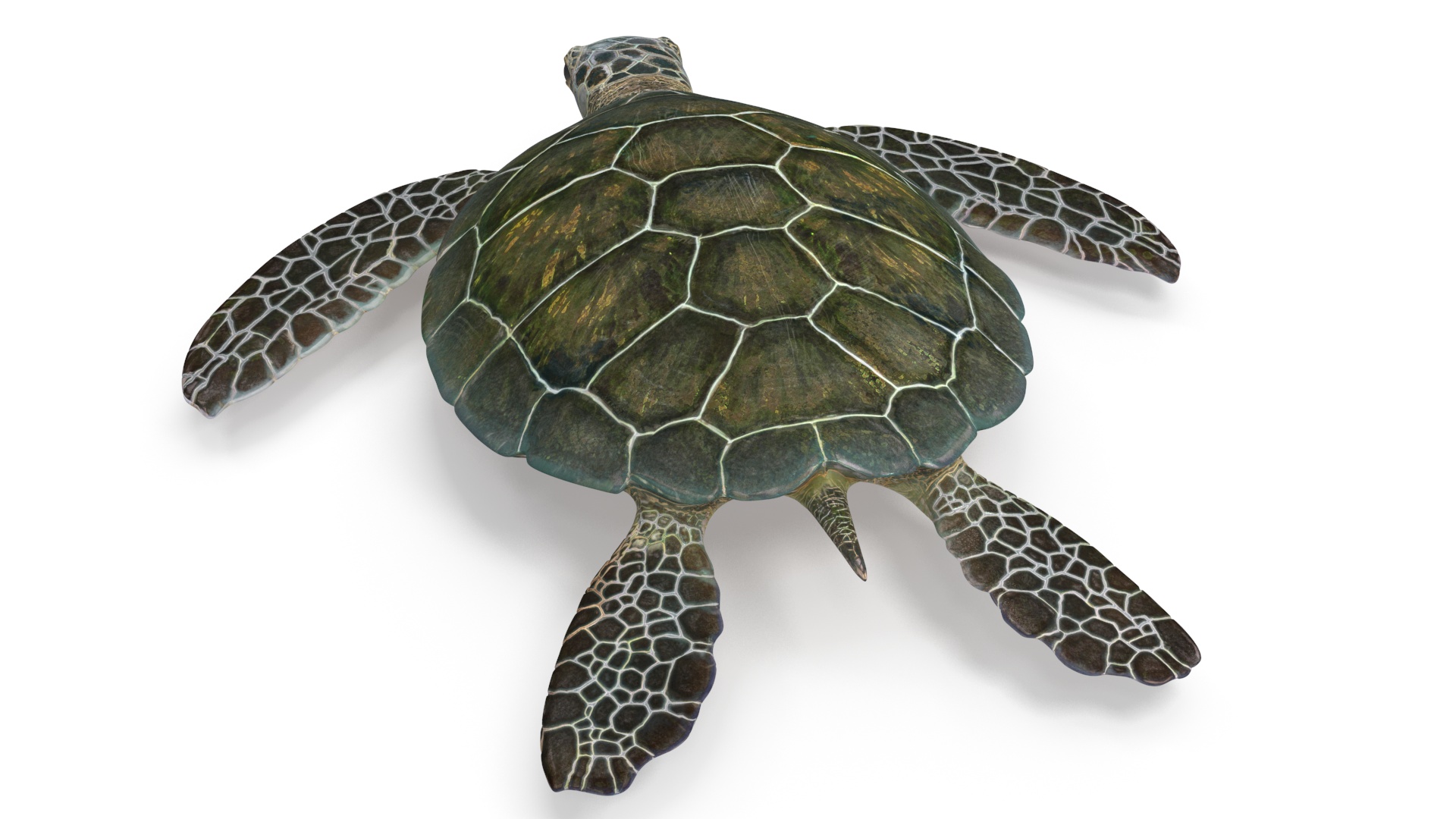 Green Turtle 3D