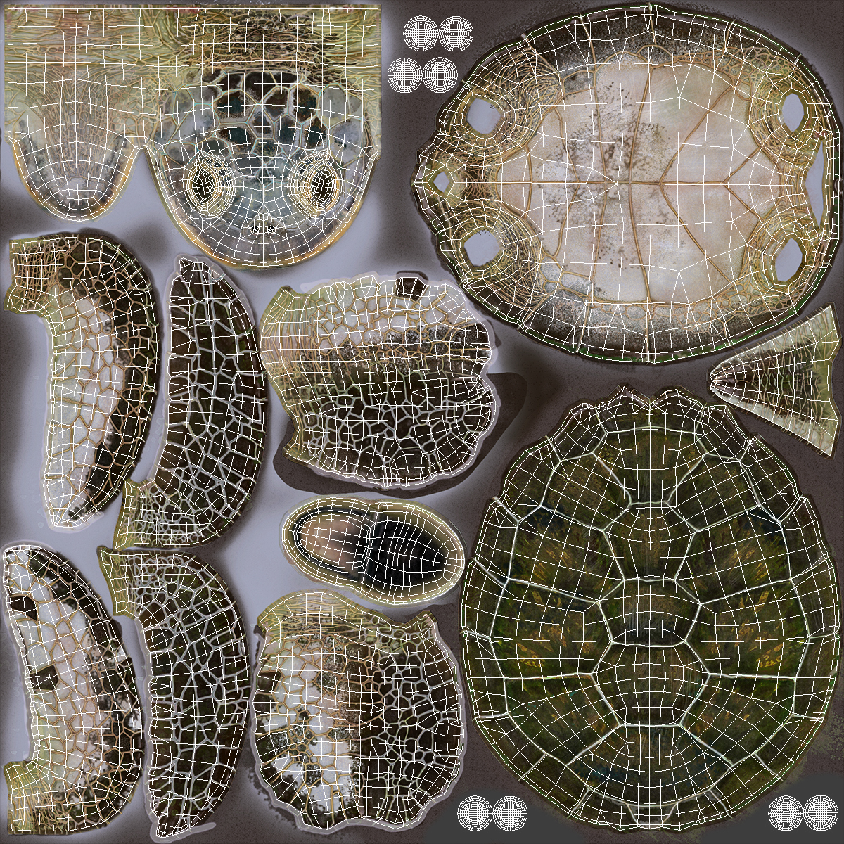 Green Turtle 3D