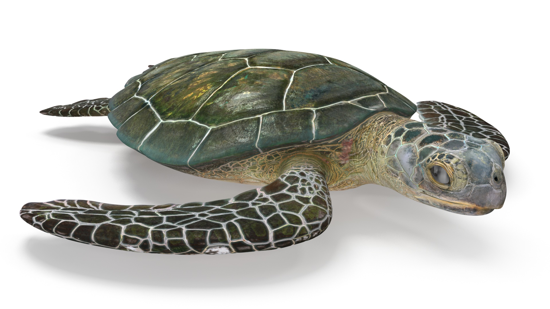 Green Turtle 3D