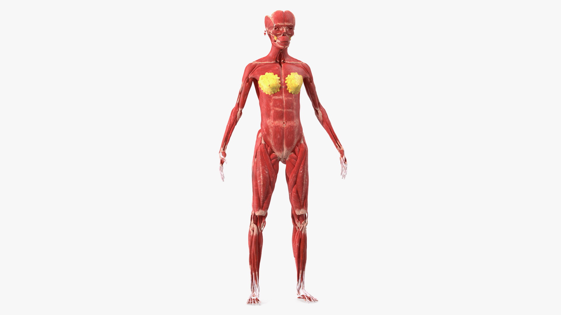 3D Girl Muscle System model