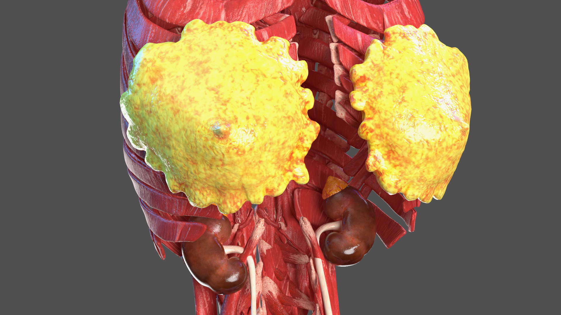 3D Girl Muscle System model