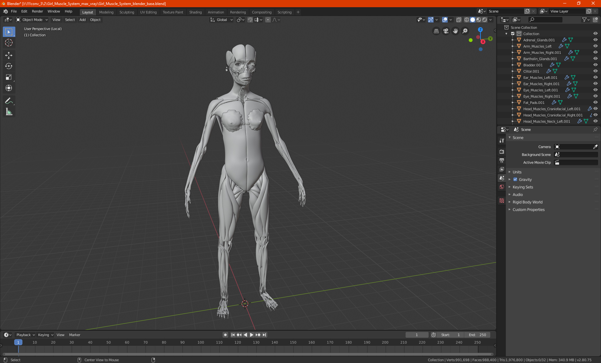 3D Girl Muscle System model
