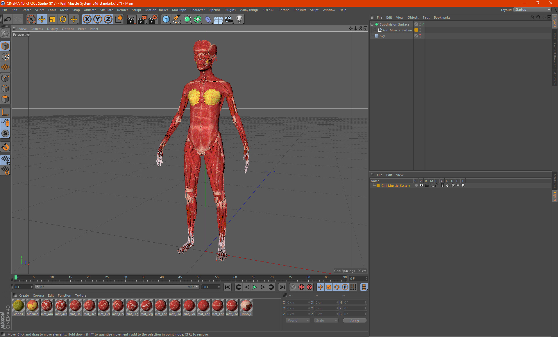 3D Girl Muscle System model