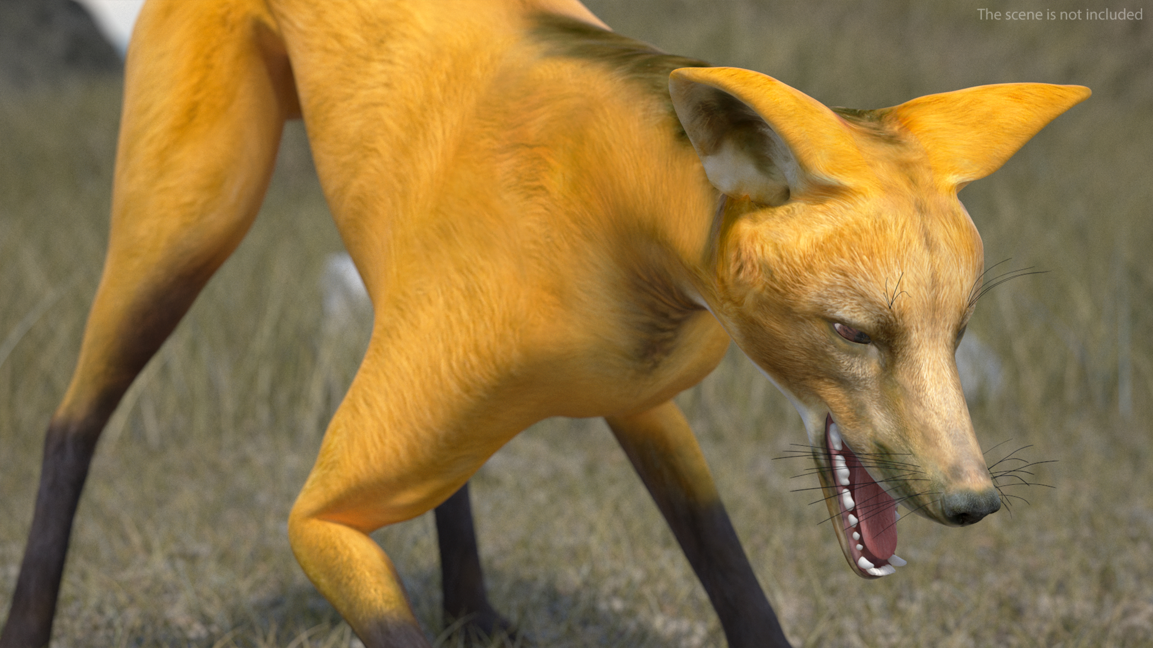 3D Chrysocyon Rigged for Maya