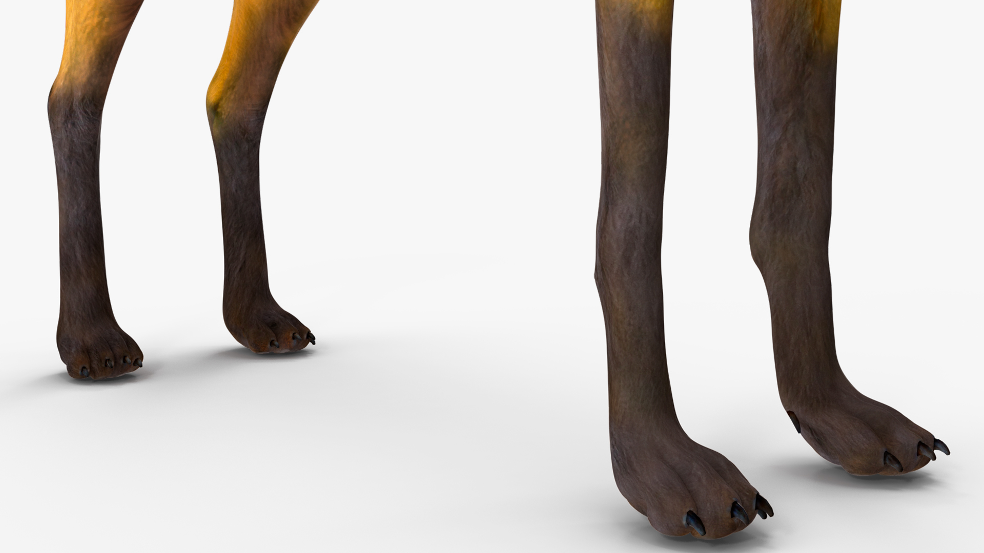 3D Chrysocyon Rigged for Maya