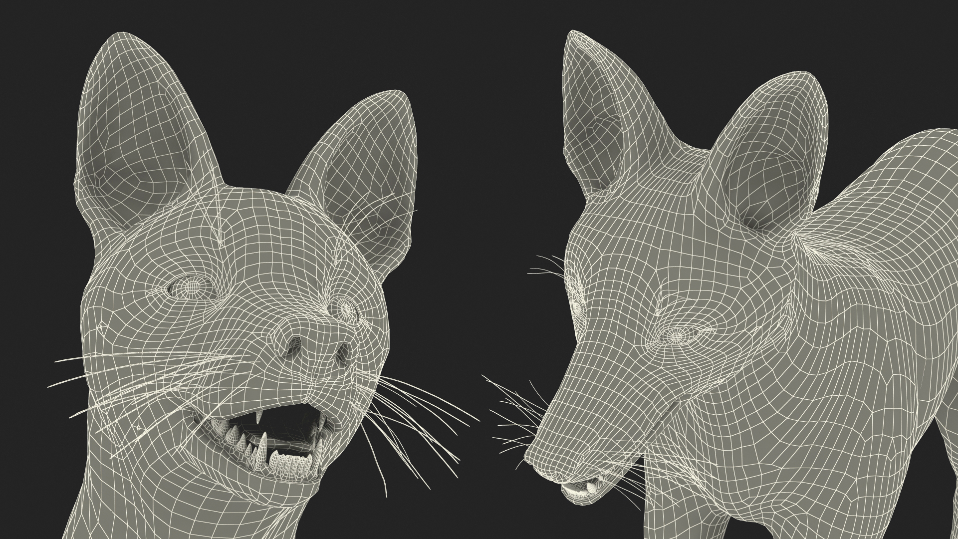 3D Chrysocyon Rigged for Maya