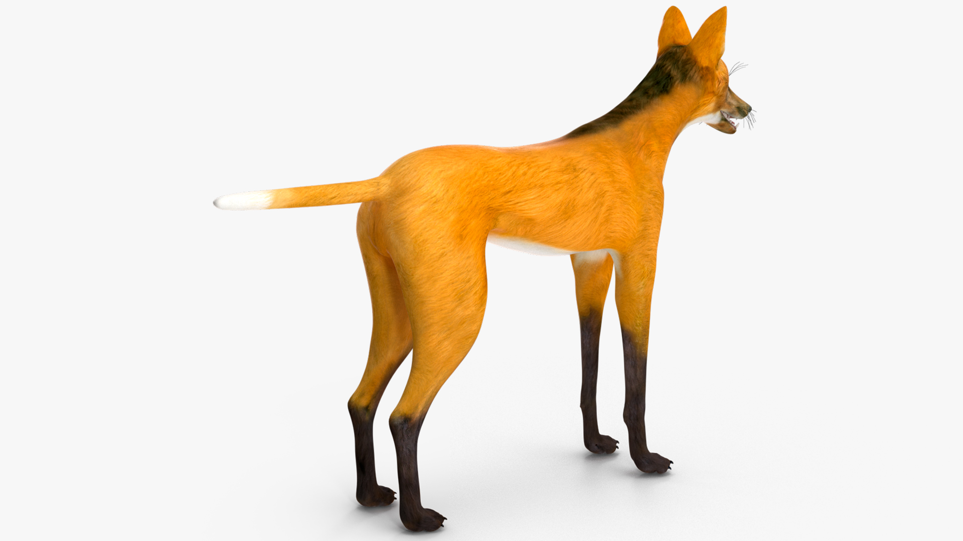 3D Chrysocyon Rigged for Maya