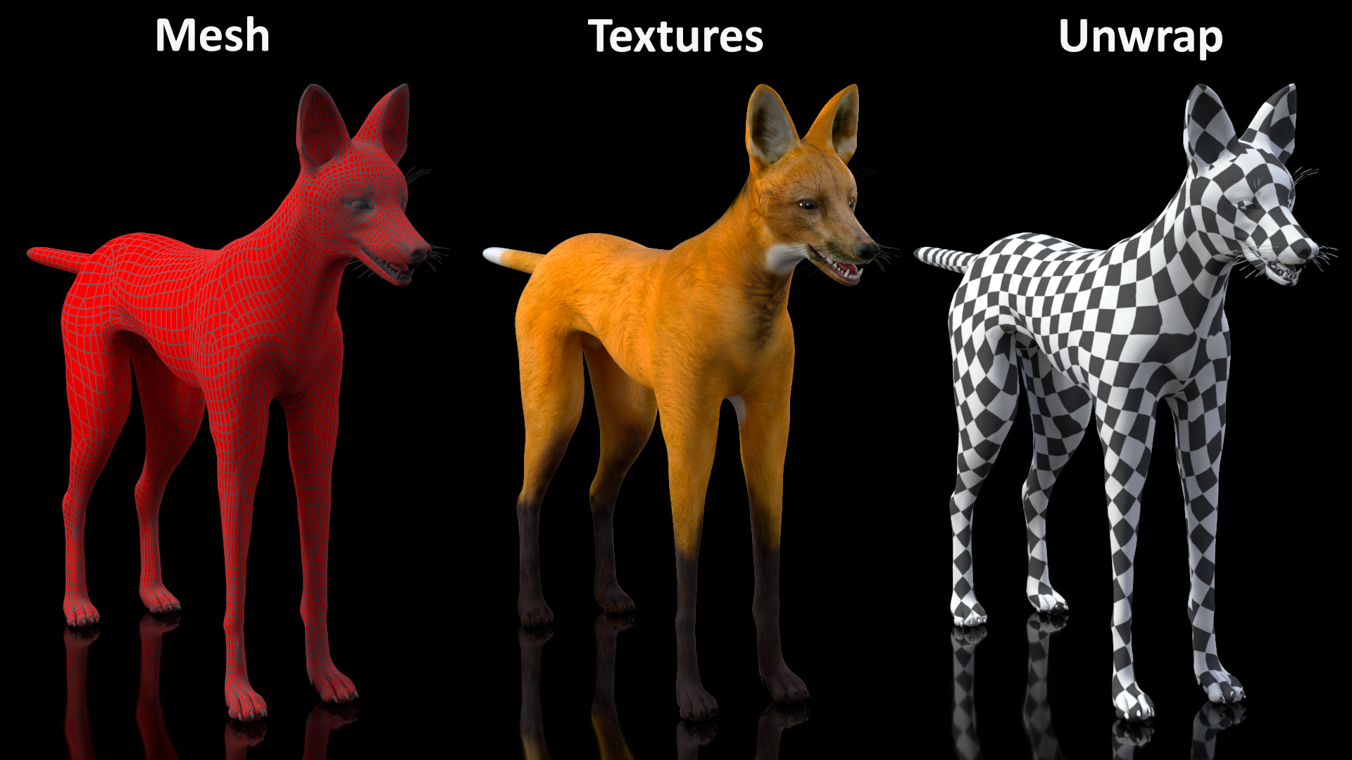 3D Chrysocyon Rigged for Maya