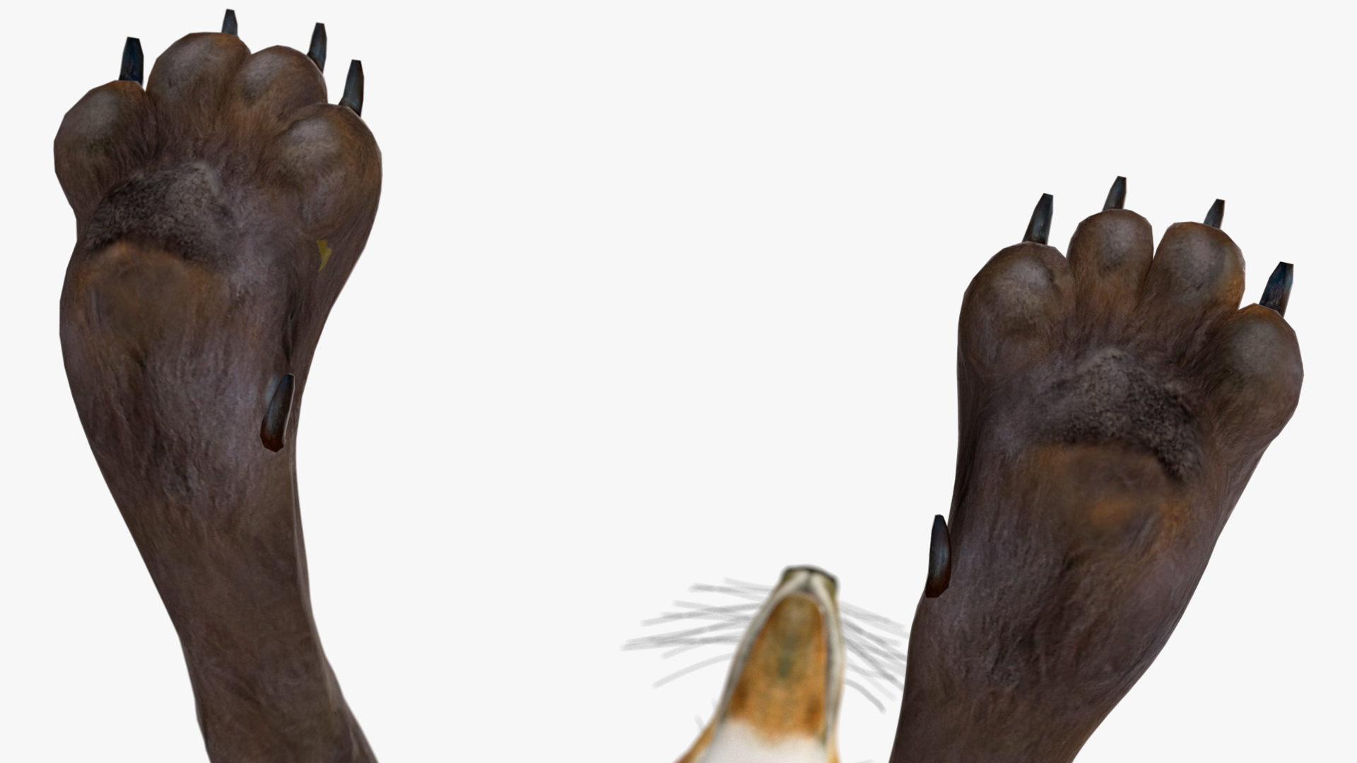 3D Chrysocyon Rigged for Maya