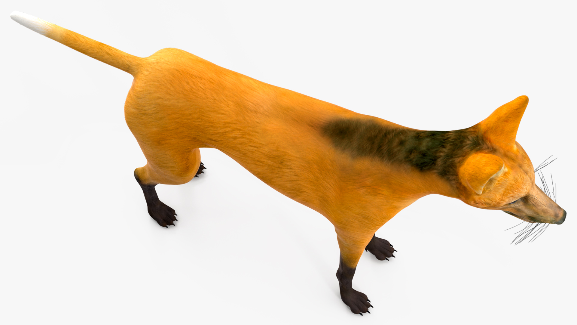 3D Chrysocyon Rigged for Maya