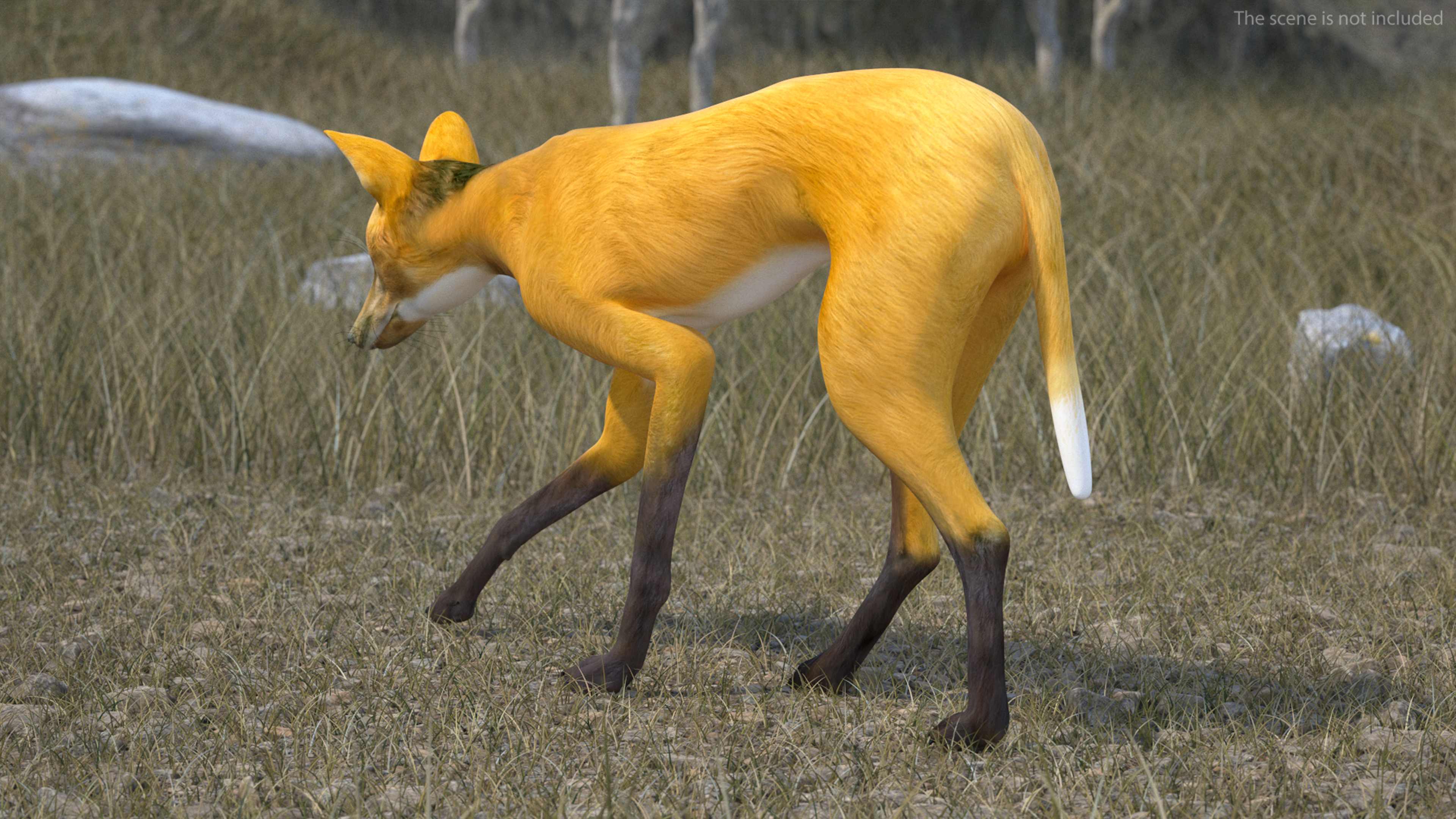 3D Chrysocyon Rigged for Maya