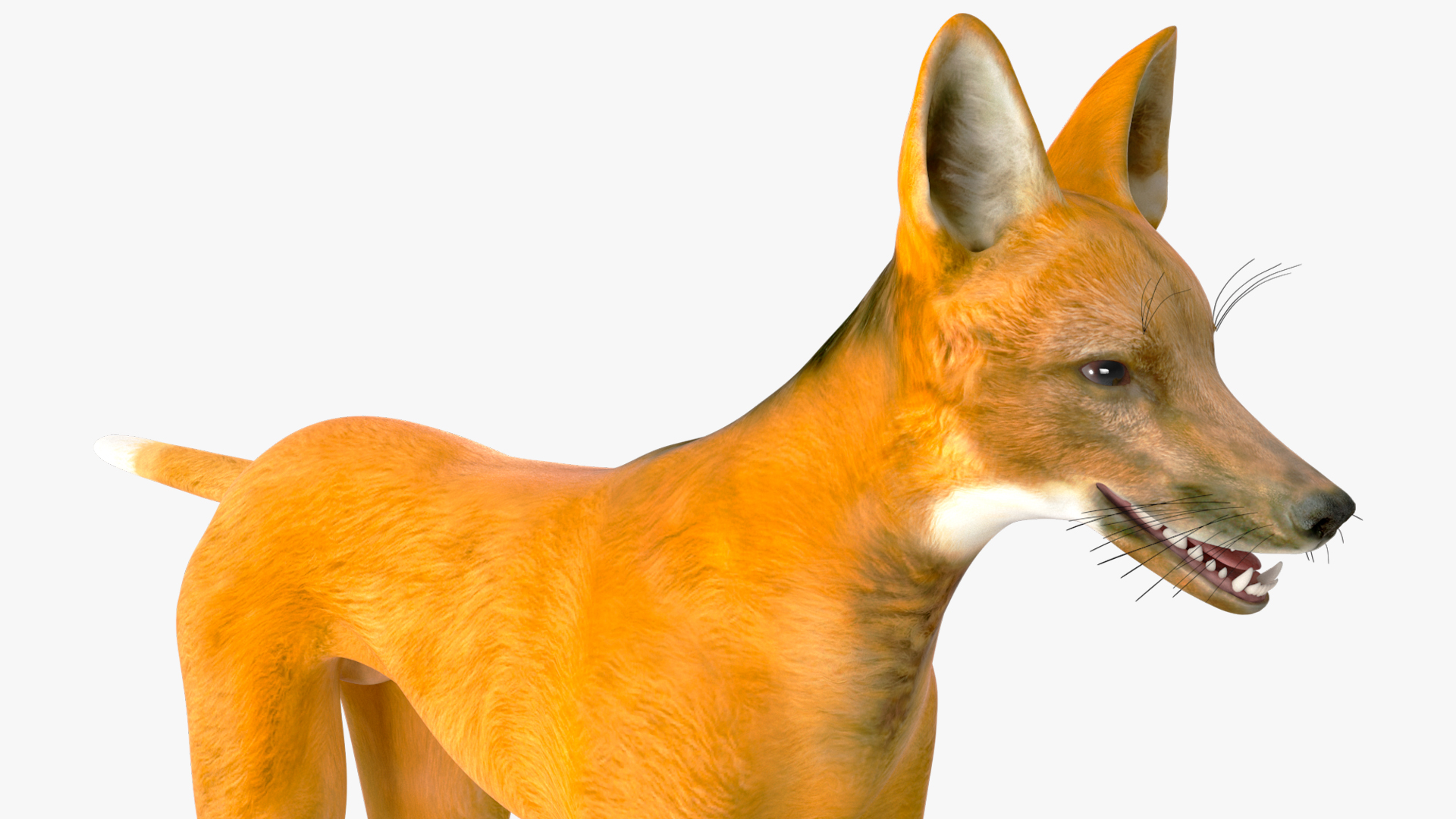 3D Chrysocyon Rigged for Maya