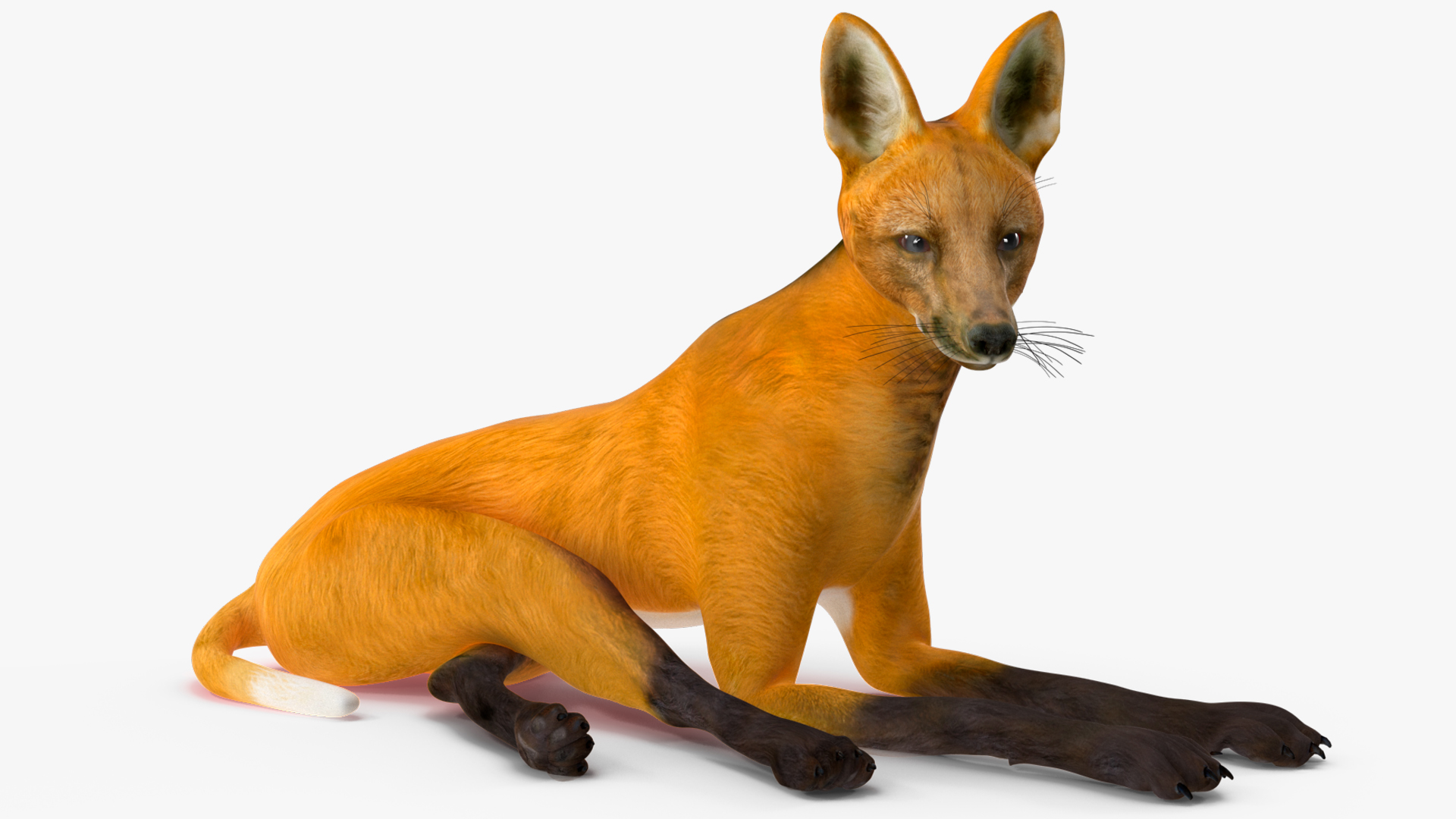 3D Chrysocyon Rigged for Maya