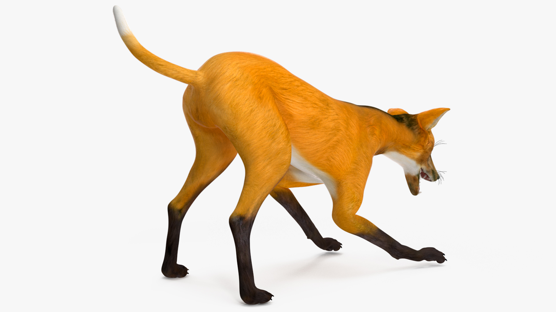 3D Chrysocyon Rigged for Maya