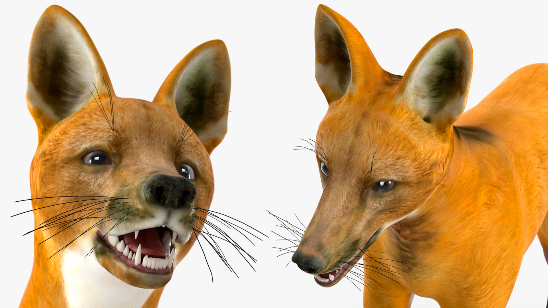 3D Chrysocyon Rigged for Maya