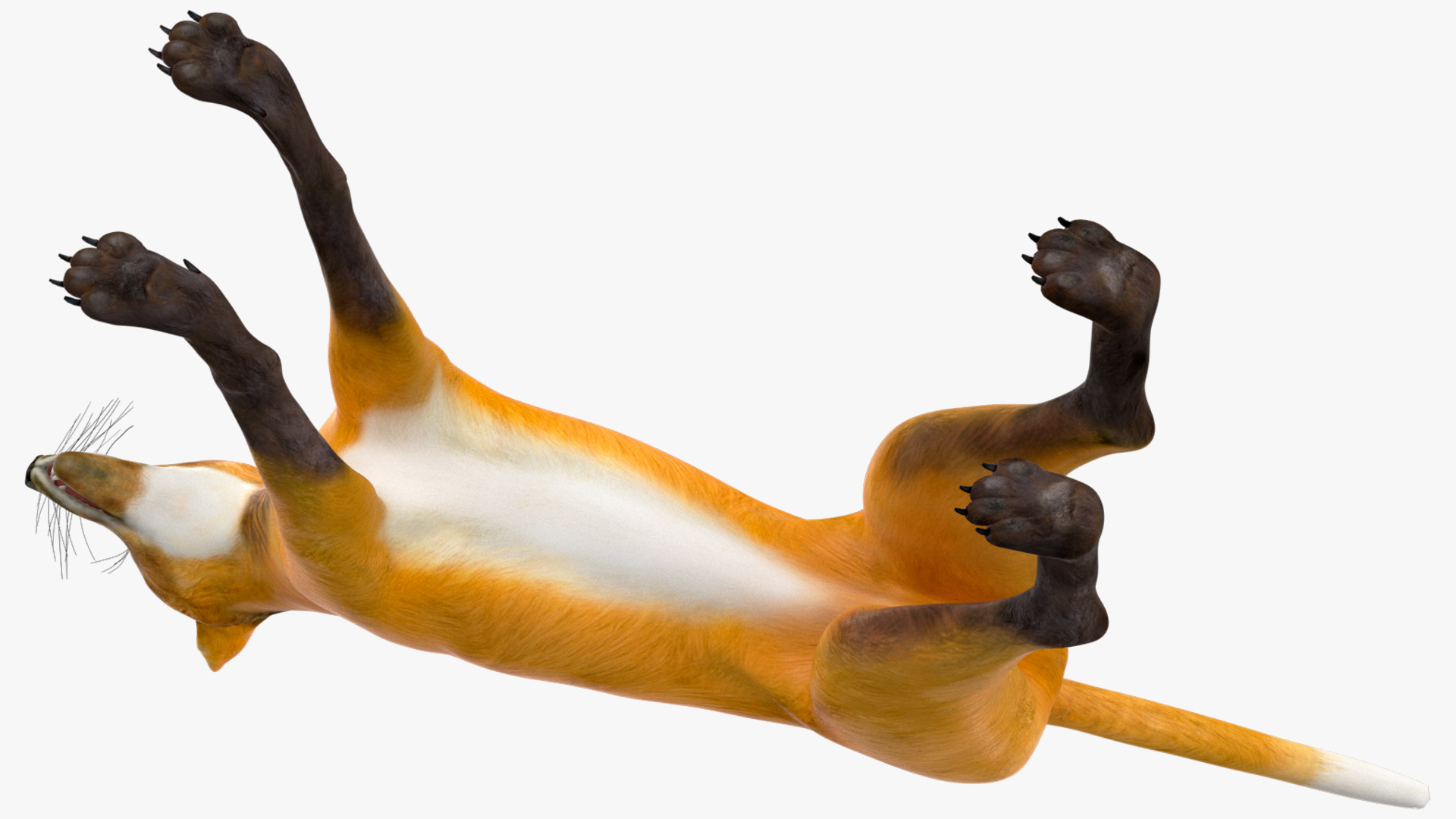 3D Chrysocyon Rigged for Maya