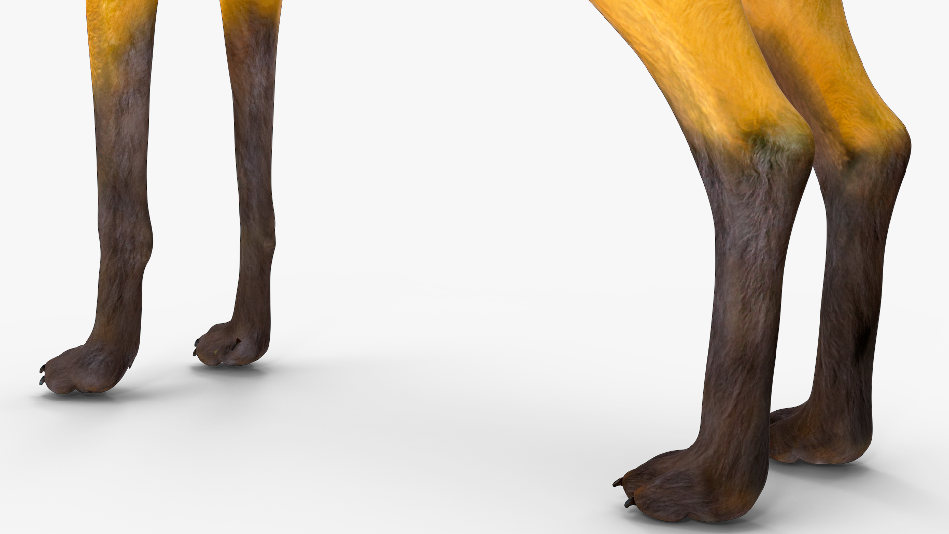3D Chrysocyon Rigged for Maya