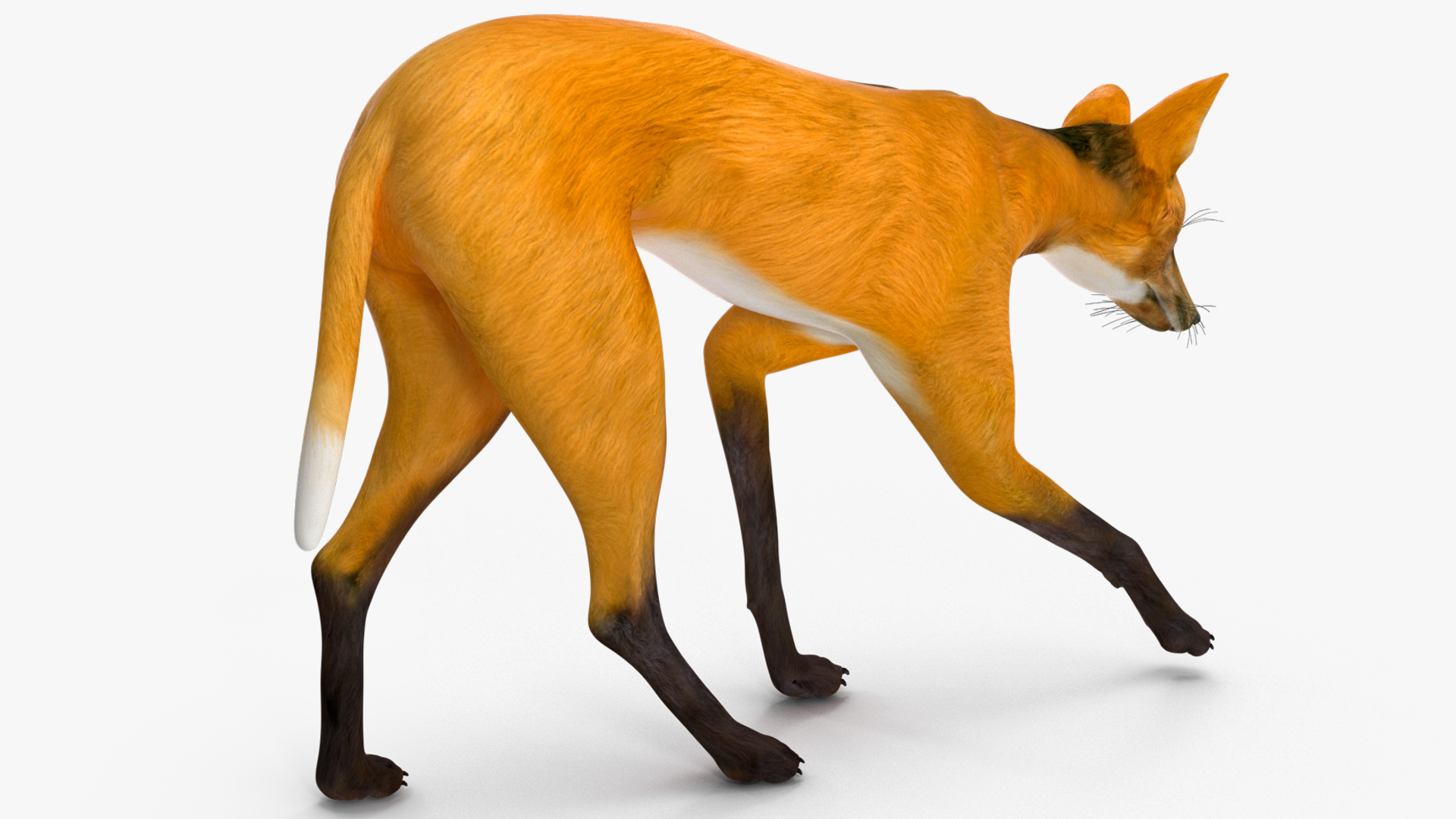 3D Chrysocyon Rigged for Maya