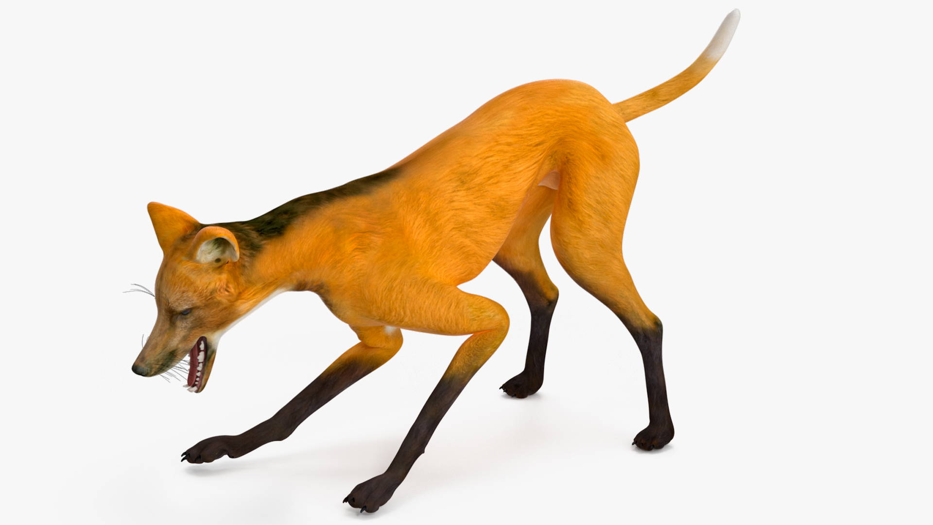 3D Chrysocyon Rigged for Maya