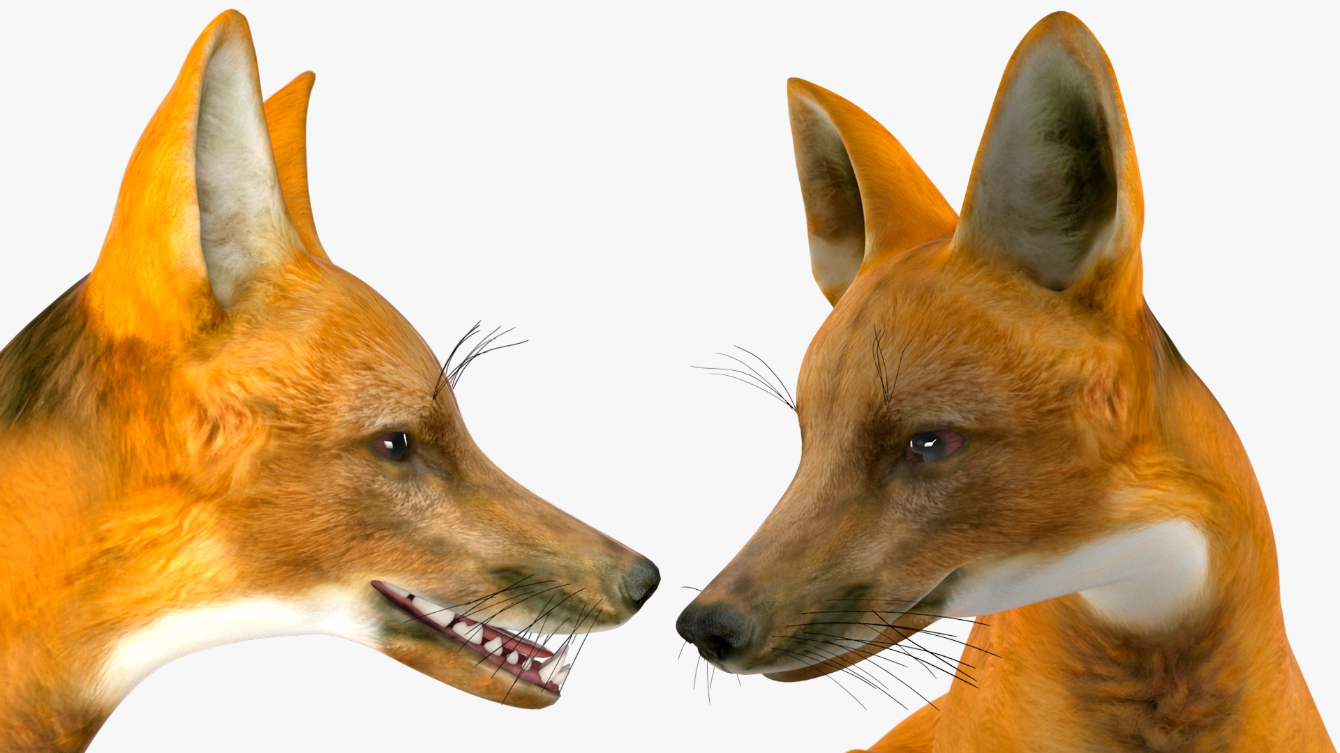 3D Chrysocyon Rigged for Maya