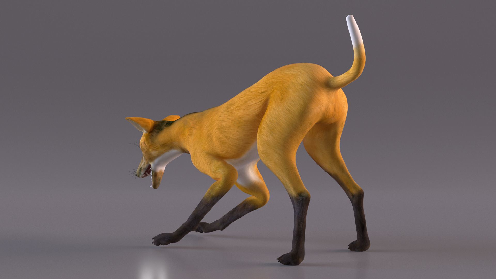 3D Chrysocyon Rigged for Maya