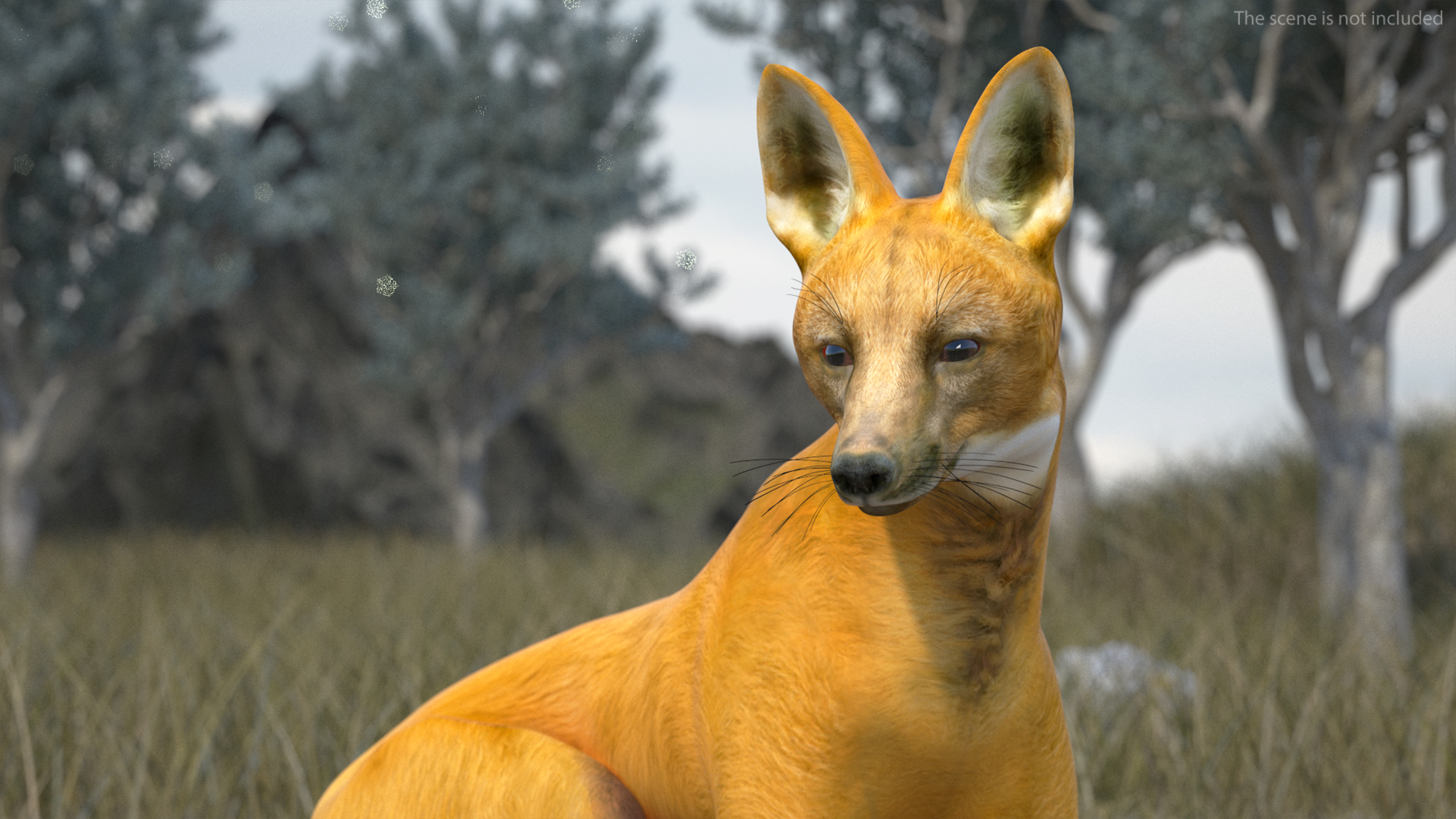 3D Chrysocyon Rigged for Maya