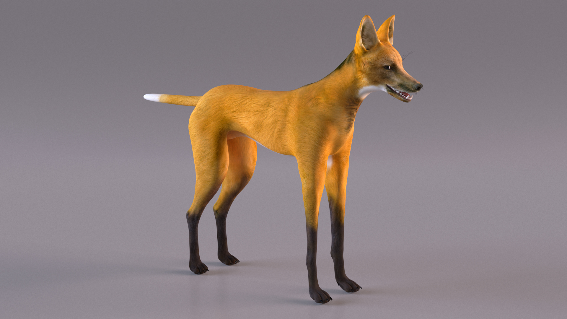 3D Chrysocyon Rigged for Maya