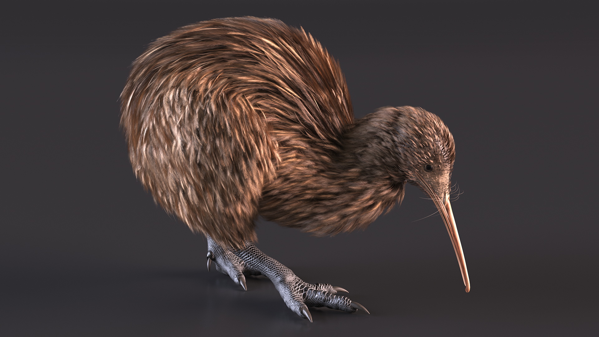 Cute Kiwi Bird 3D model