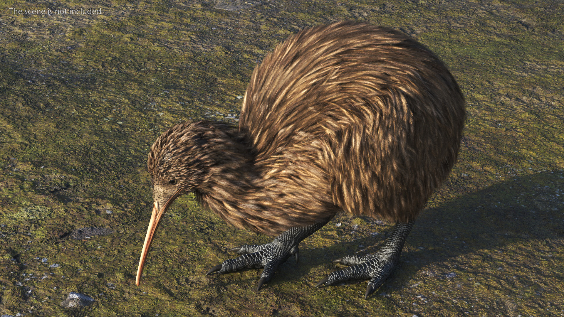 Cute Kiwi Bird 3D model