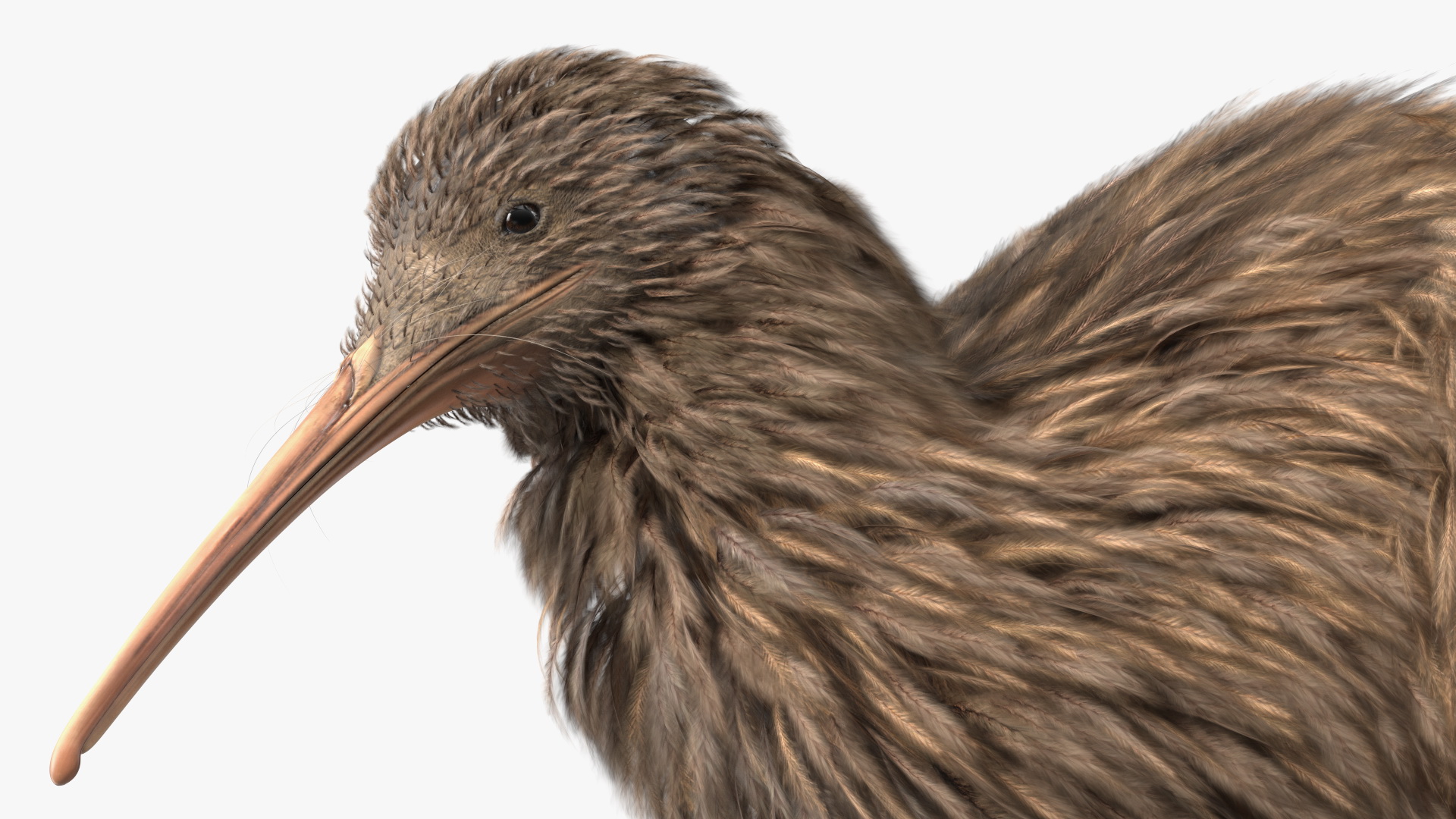 Cute Kiwi Bird 3D model