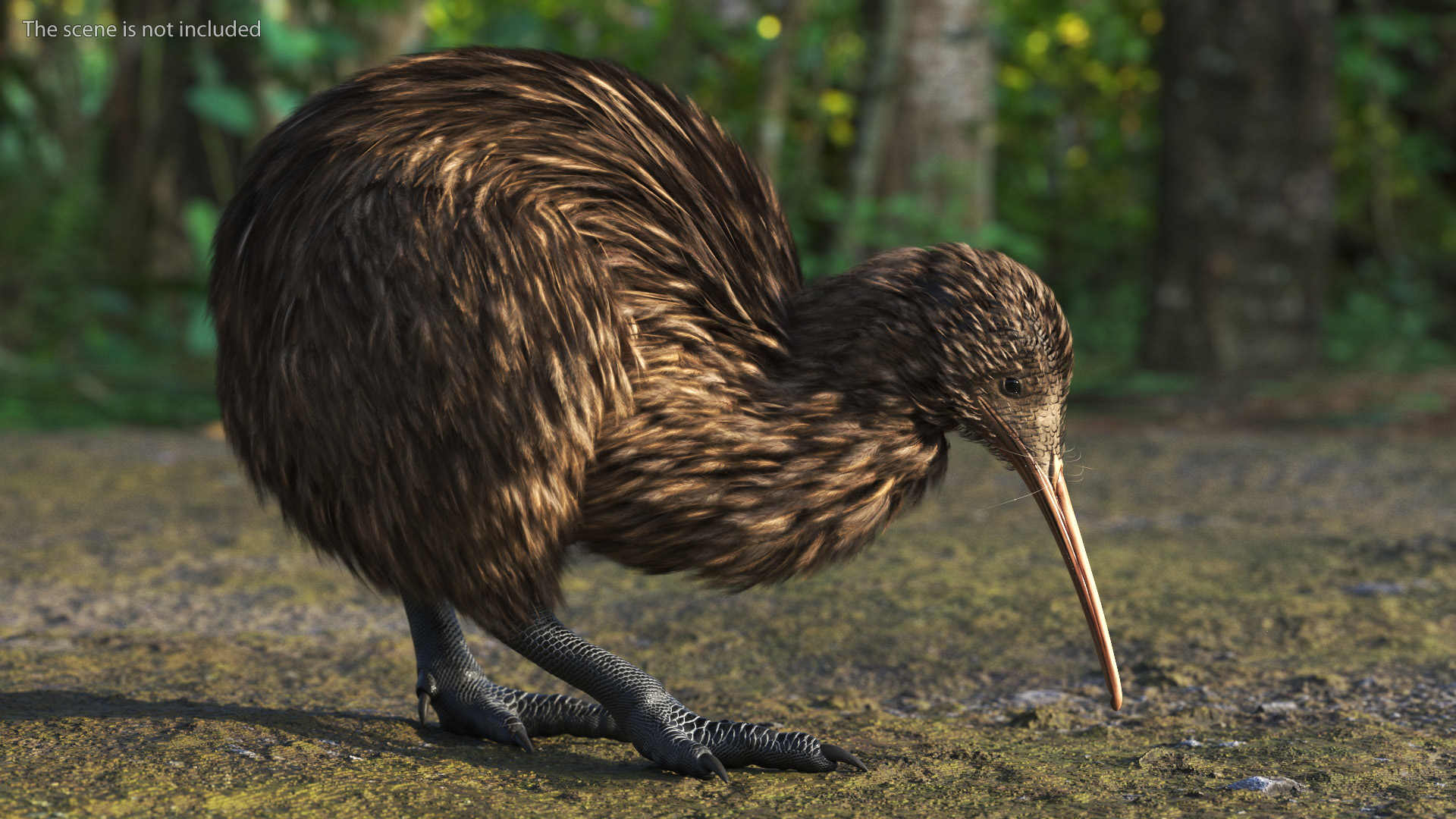 Cute Kiwi Bird 3D model