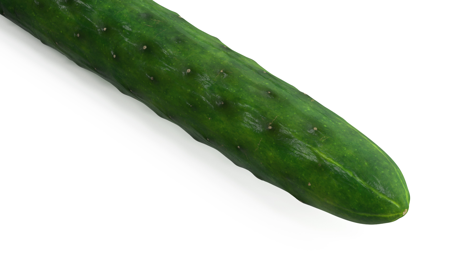3D model Cucumber Ring Sliced