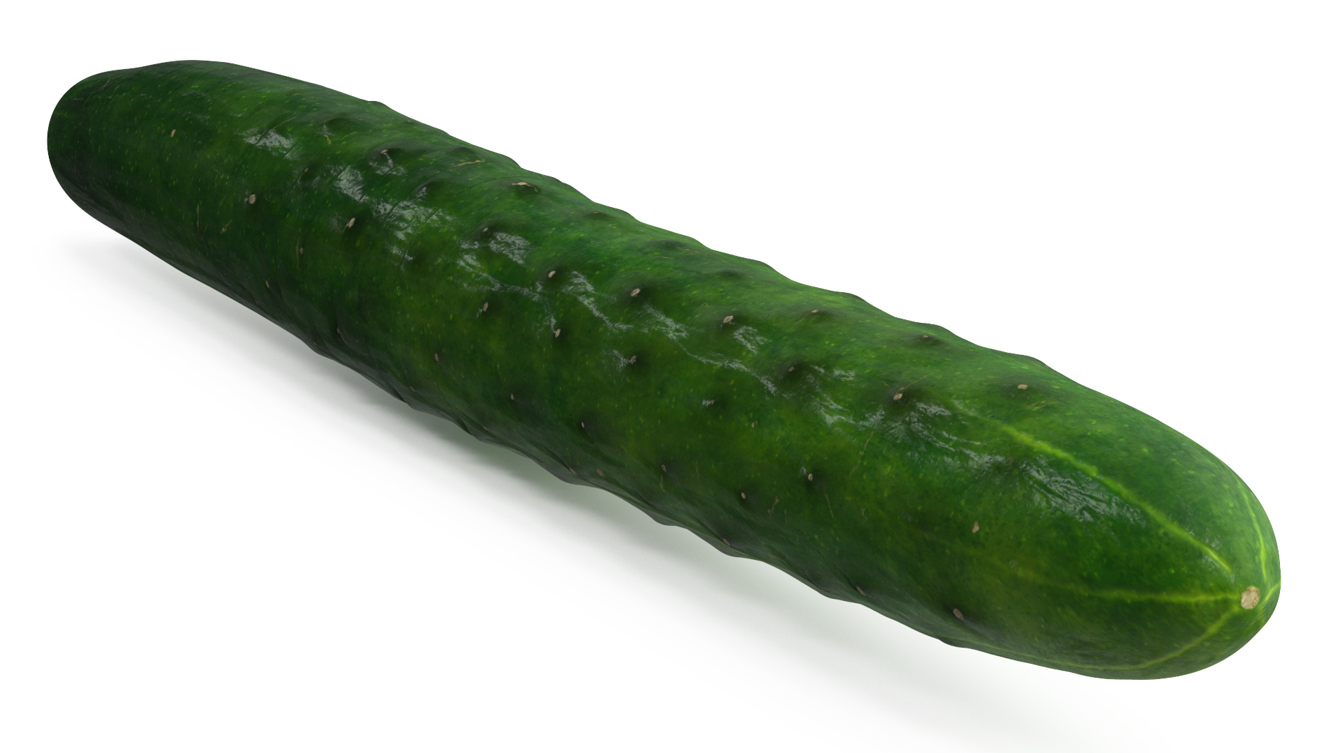 3D model Cucumber Ring Sliced