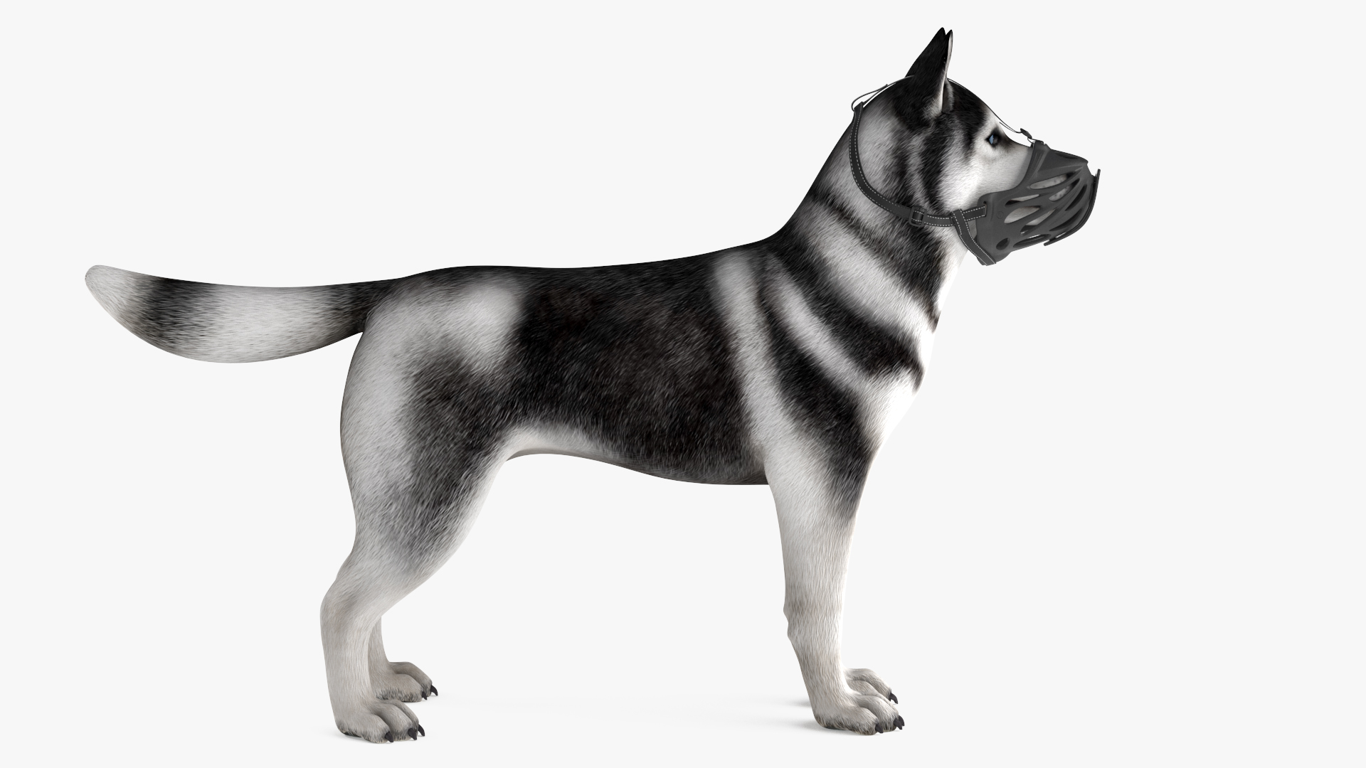 3D Siberian Husky with Muzzle