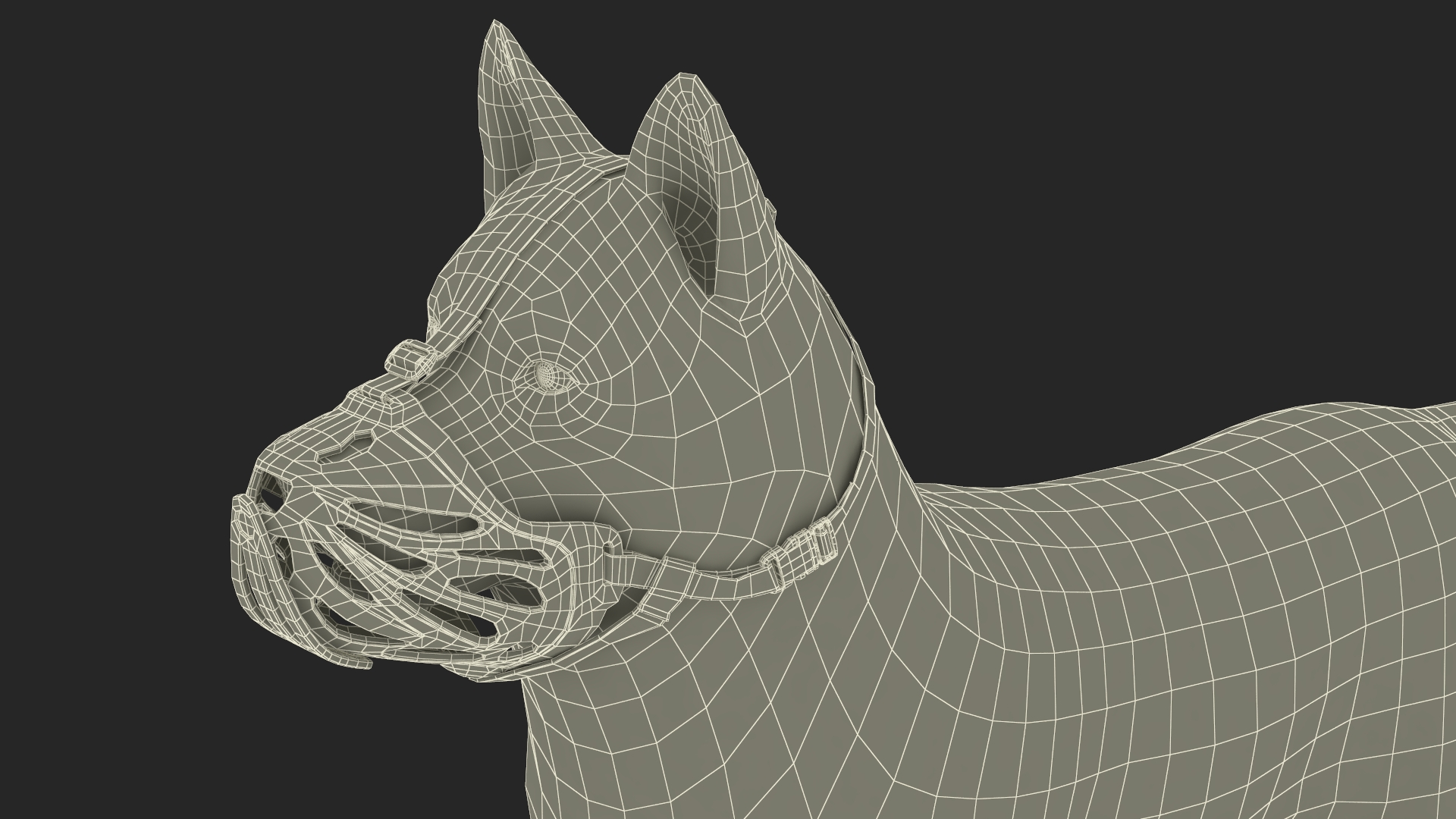 3D Siberian Husky with Muzzle