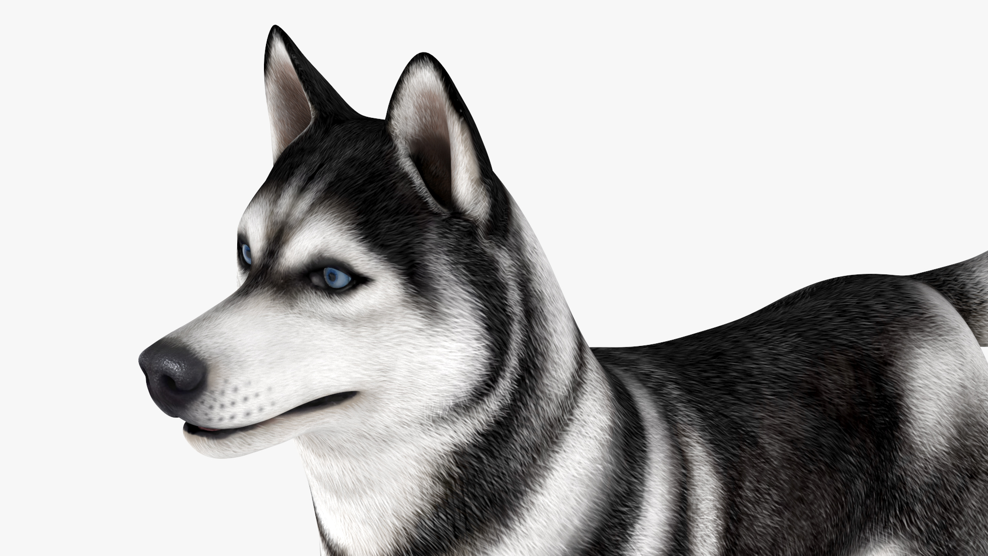 3D Siberian Husky with Muzzle