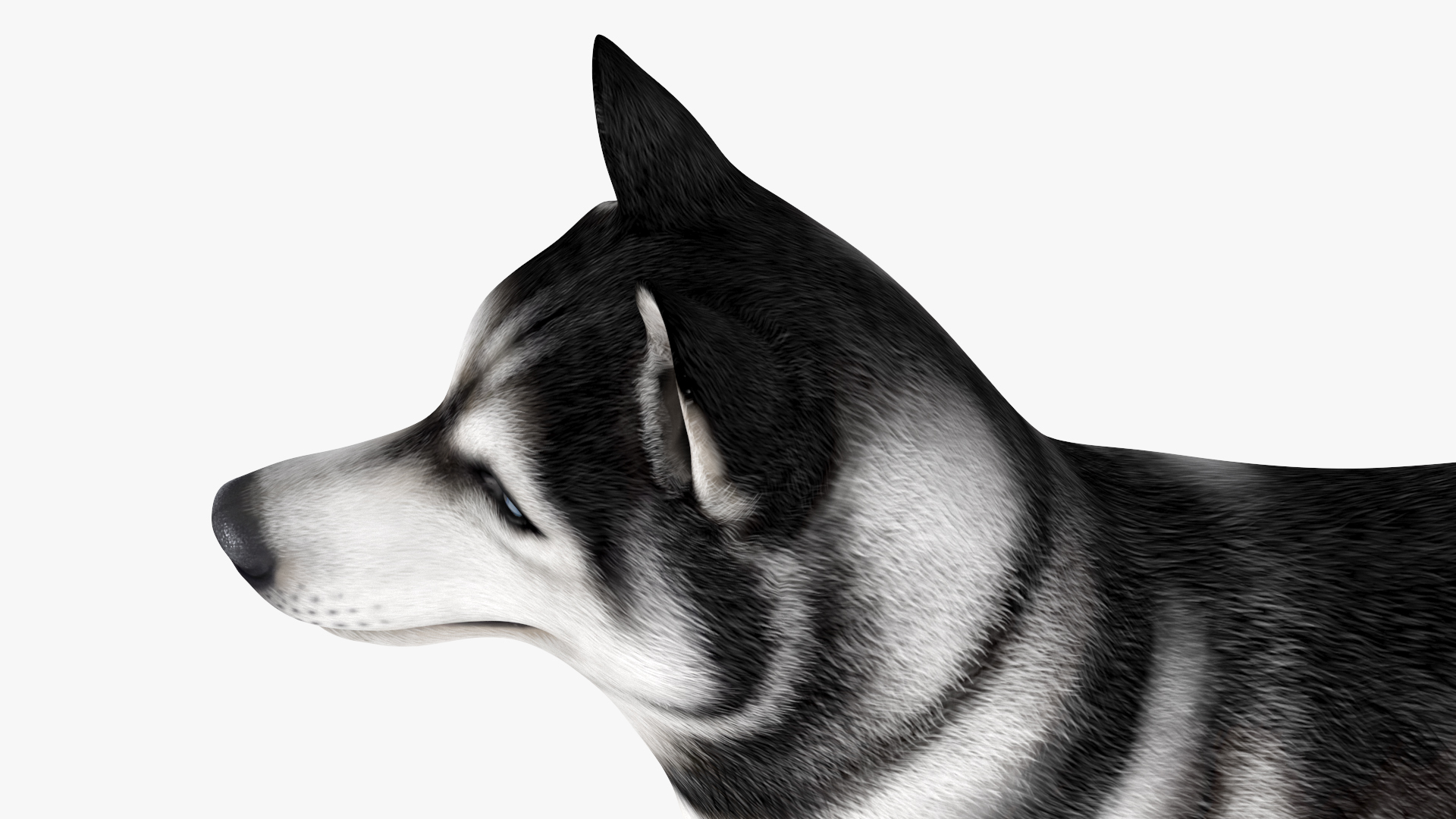 3D Siberian Husky with Muzzle